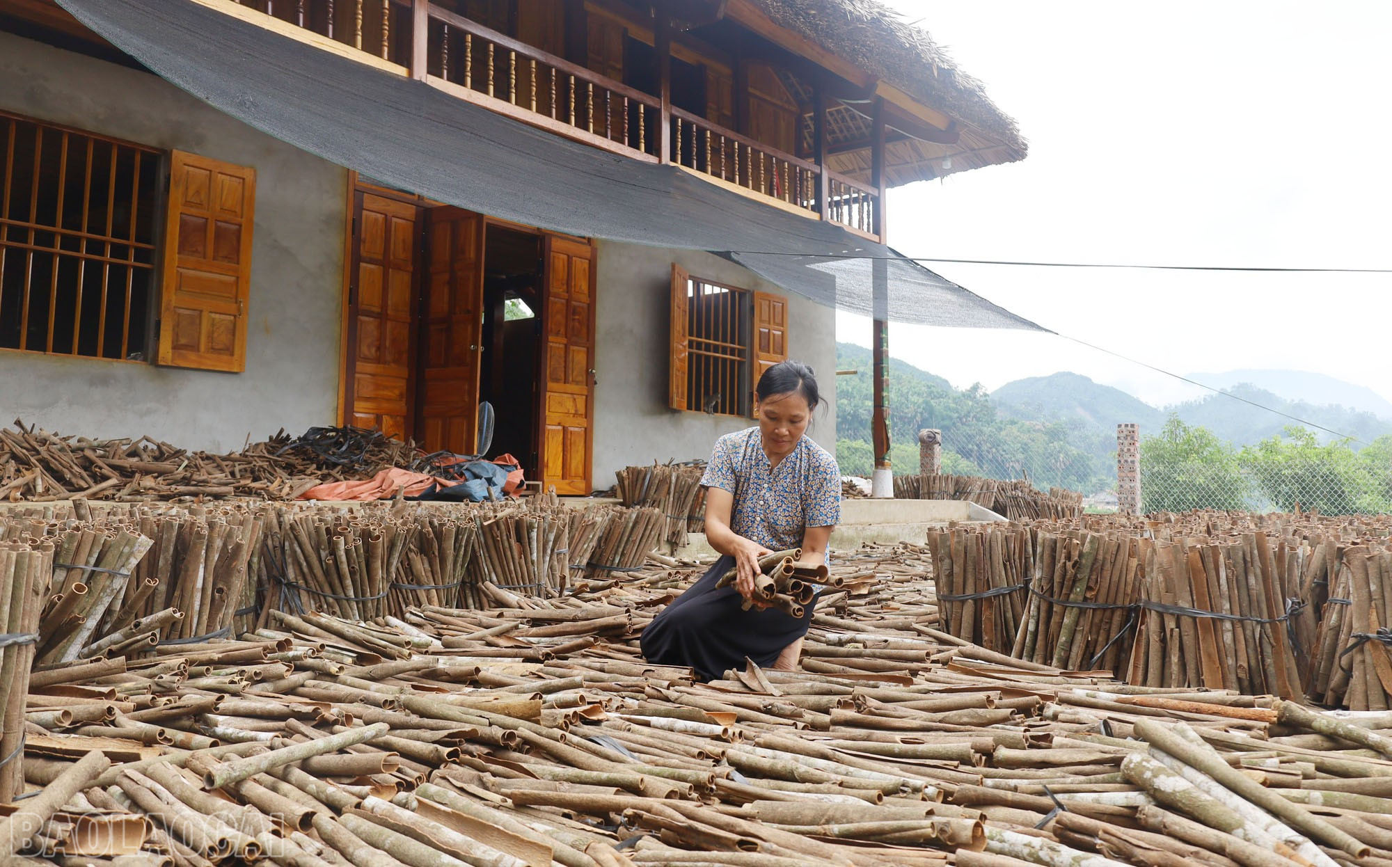Nông dân các địa phương thu hoạch quế. baolaocai-bl_img-0386.jpg