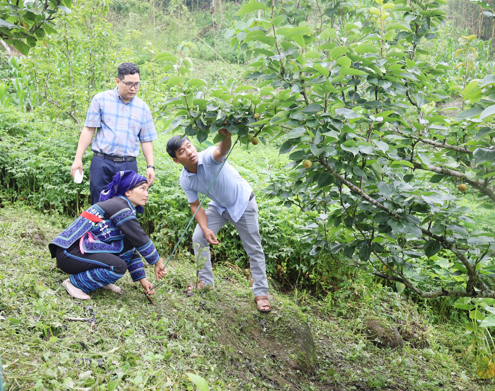 Cán bộ Phòng Nông nghiệp và Môi trường huyện Bát Xát hướng dẫn người dân vin cành, tạo tán cho cây lê. can-bo-phong-nong-nghiep-va-moi-truong-huyen-huong-dan-nguoi-dan-vin-canh-tao-tan-cay-le.jpg