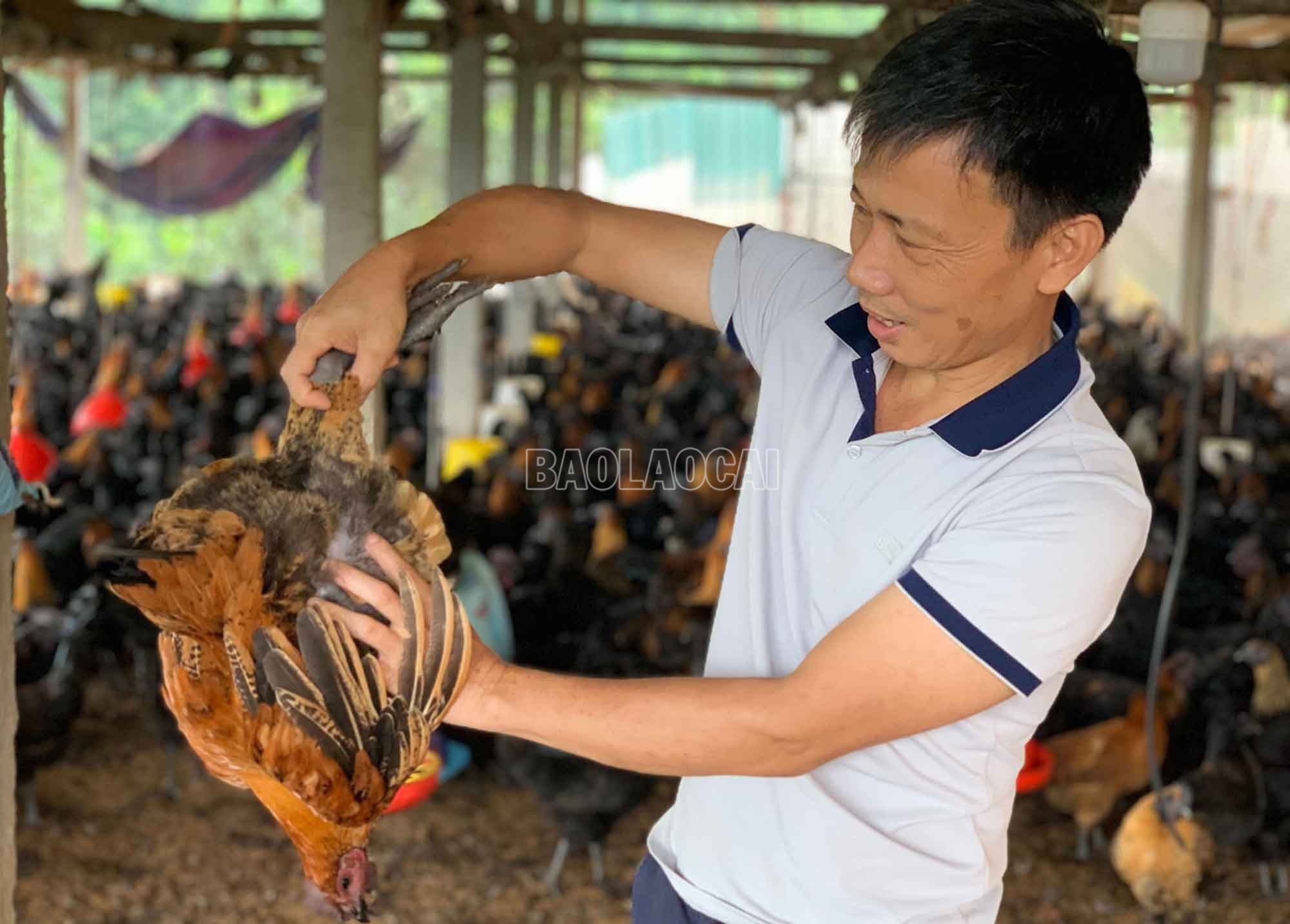 Ông Phan Nhật Quang kiểm tra gà chuẩn bị xuất chuồng. baolaocai-c_6.jpg