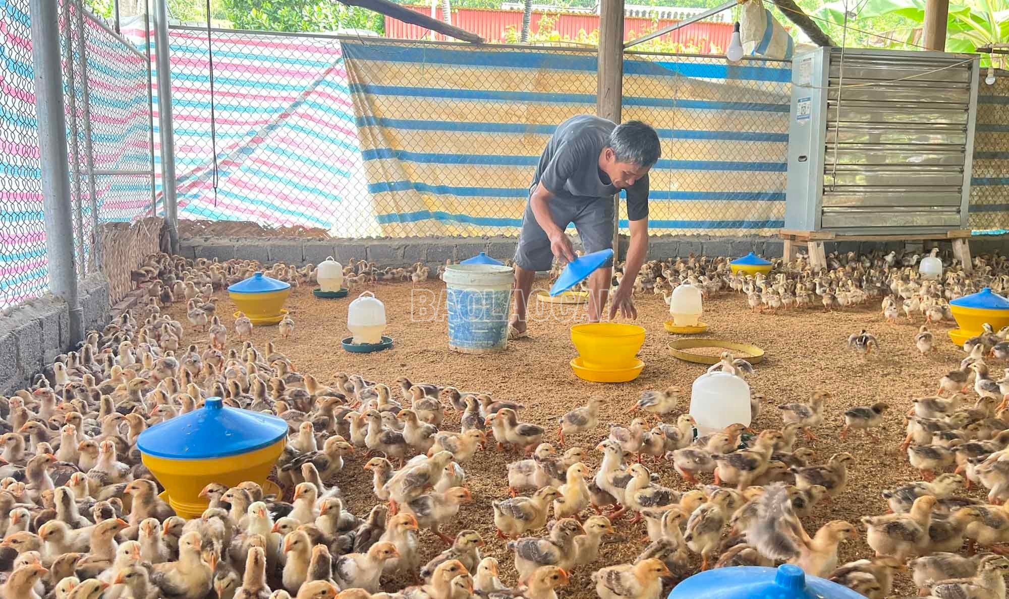 Ngành nông nghiệp khuyến cáo hộ chăn nuôi cần tính toán kỹ, tránh mở rộng quá nhanh khi chưa có liên kết tiêu thụ chắc chắn. baolaocai-c_2.jpg