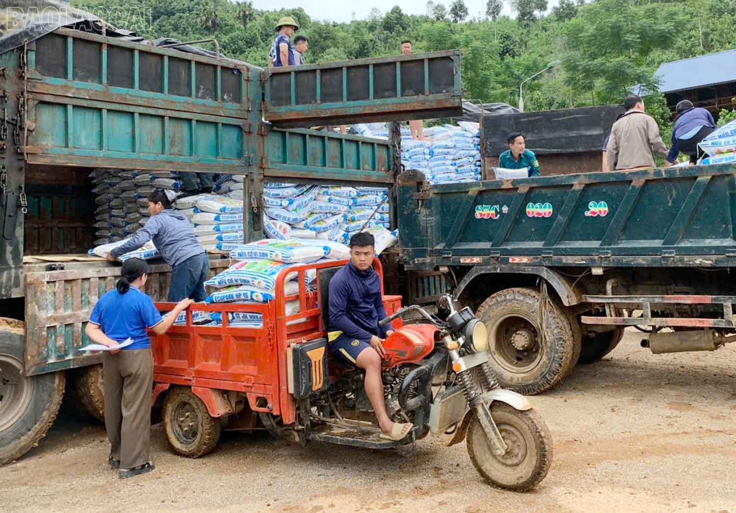 Người dân vận chuyển phân bón về chăm sóc quế. baolaocai-tl_1-3452.jpg