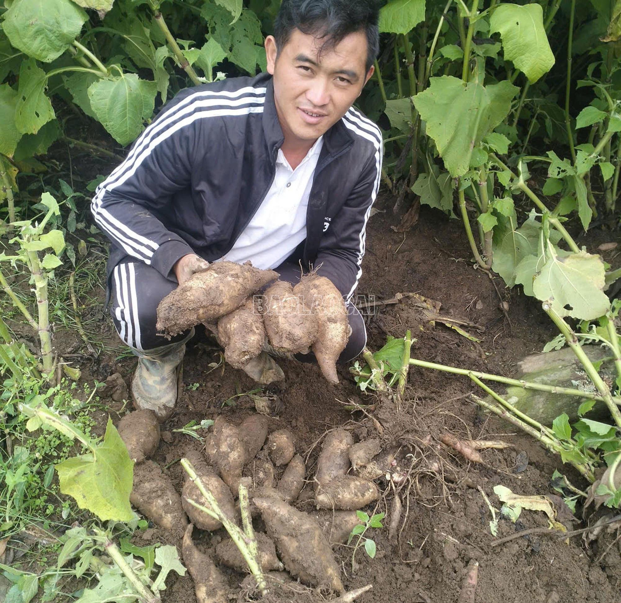 Người dân xã Y Tý phấn khởi bởi cây trồng đặc sản vừa được mùa, được giá. baolaocai-c_a4.jpg