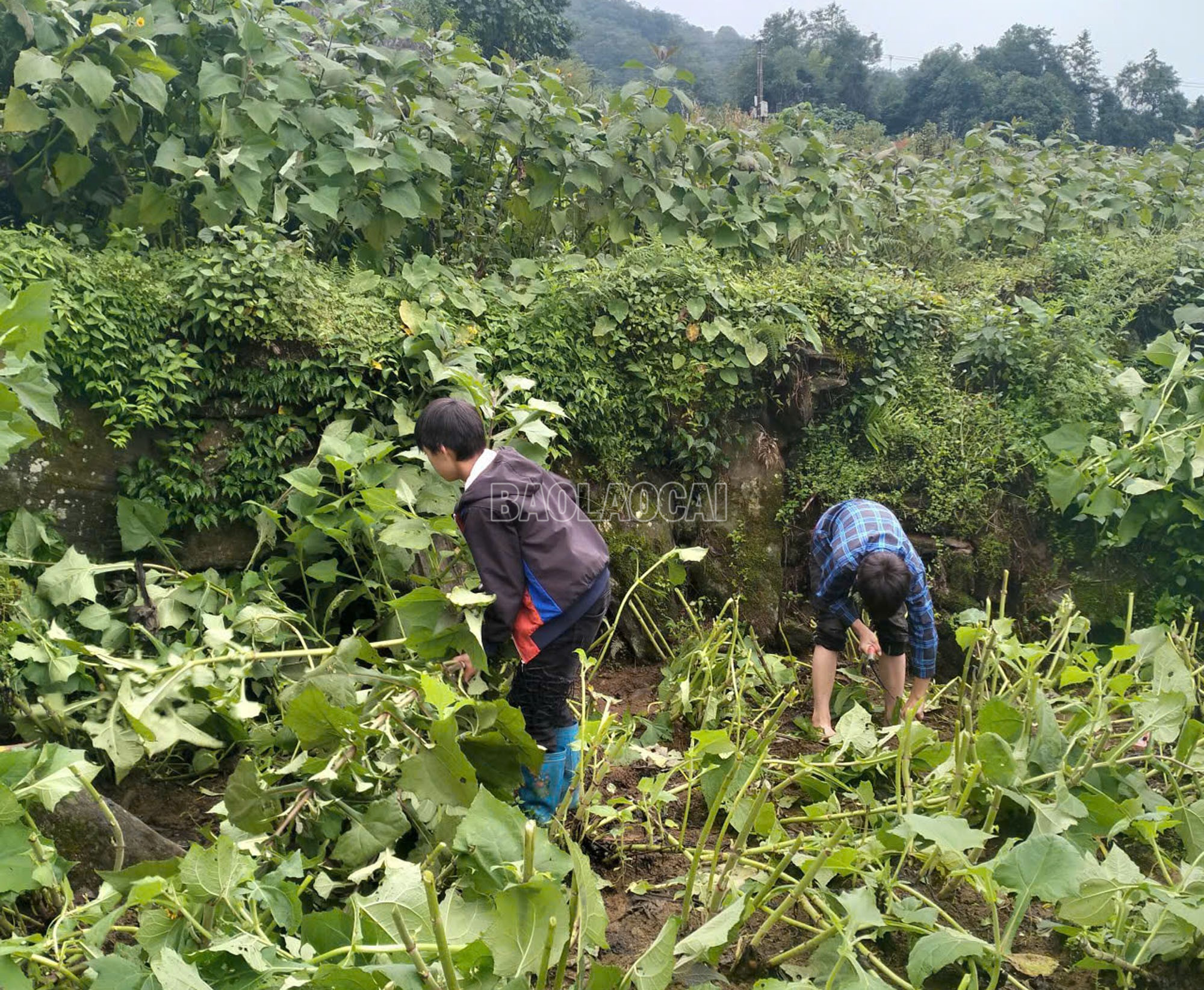 Những ngày này, người dân trên địa bàn xã Y Tý bắt đầu vào vụ thu hoạch củ hoàng sin cô. baolaocai-c_a3.jpg