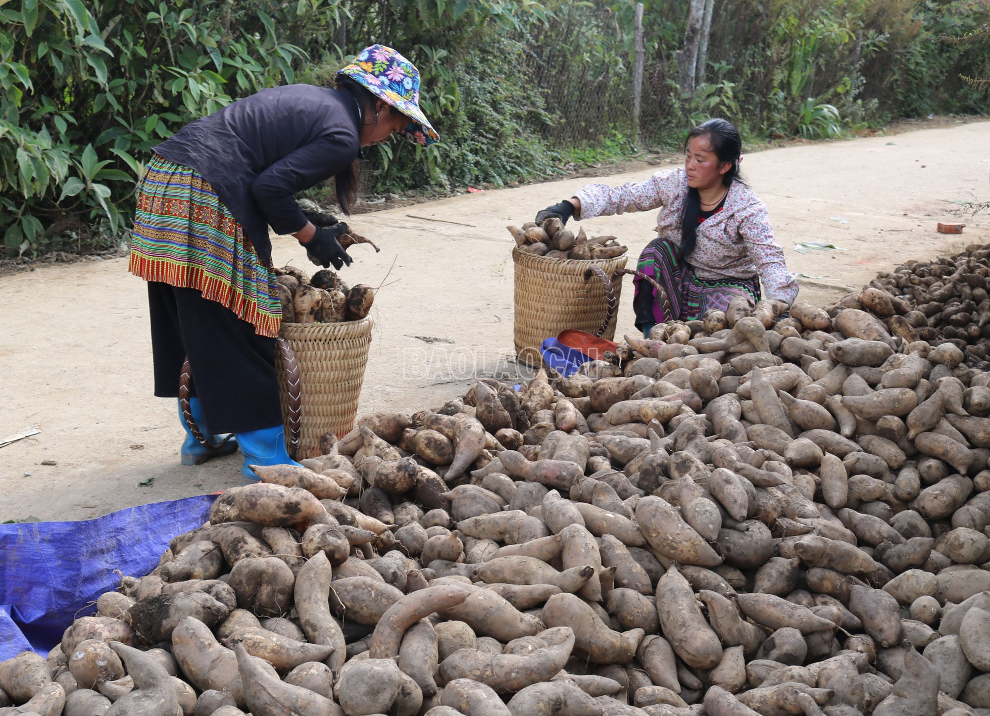 Sau khi thu hoạch, người dân phân loại củ hoàng sin cô để bán cho thương lái. baolaocai-c_a5.jpg