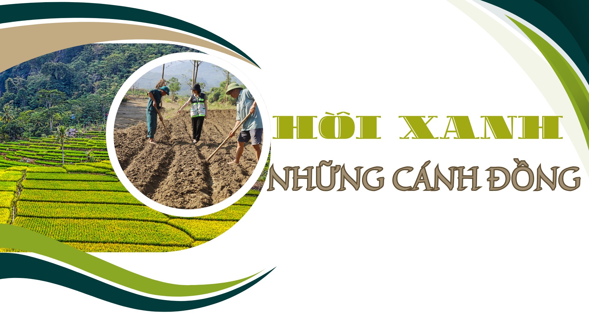 Hồi xanh những cánh đồng