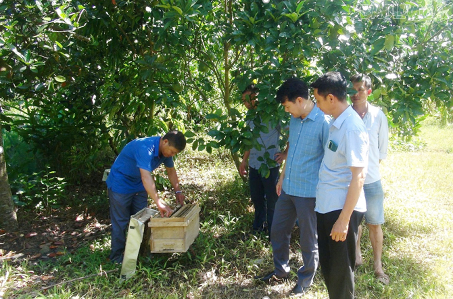 Hướng dẫn kỹ thuật chăm sóc ong cho các hộ dân. baolaocai-tr_1.png