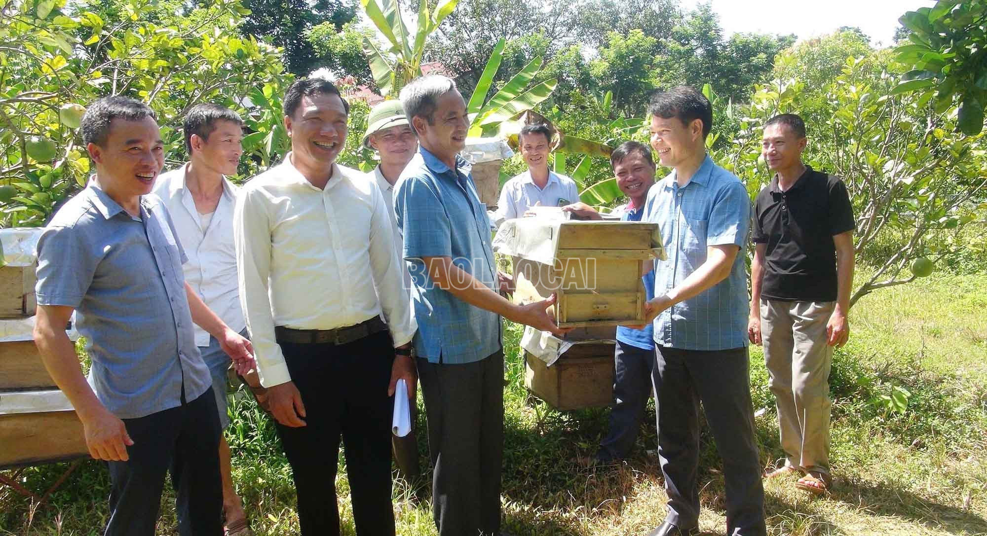 Trung tâm Khuyến nông và Dịch vụ nông nghiệp tỉnh bàn giao giống ong cho hộ dân xã Xuân Quang. baolaocai-c_2.jpg