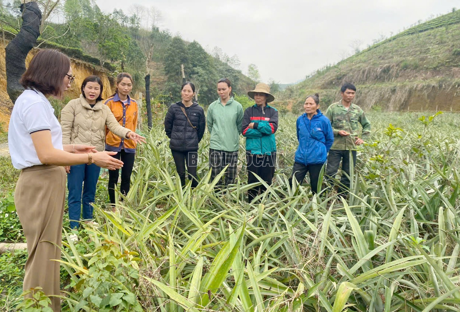 Cán bộ Trung tâm Khuyến nông và Nước sạch nông thôn hướng dẫn các hộ chăm sóc dứa. baolaocai-c_1.jpg