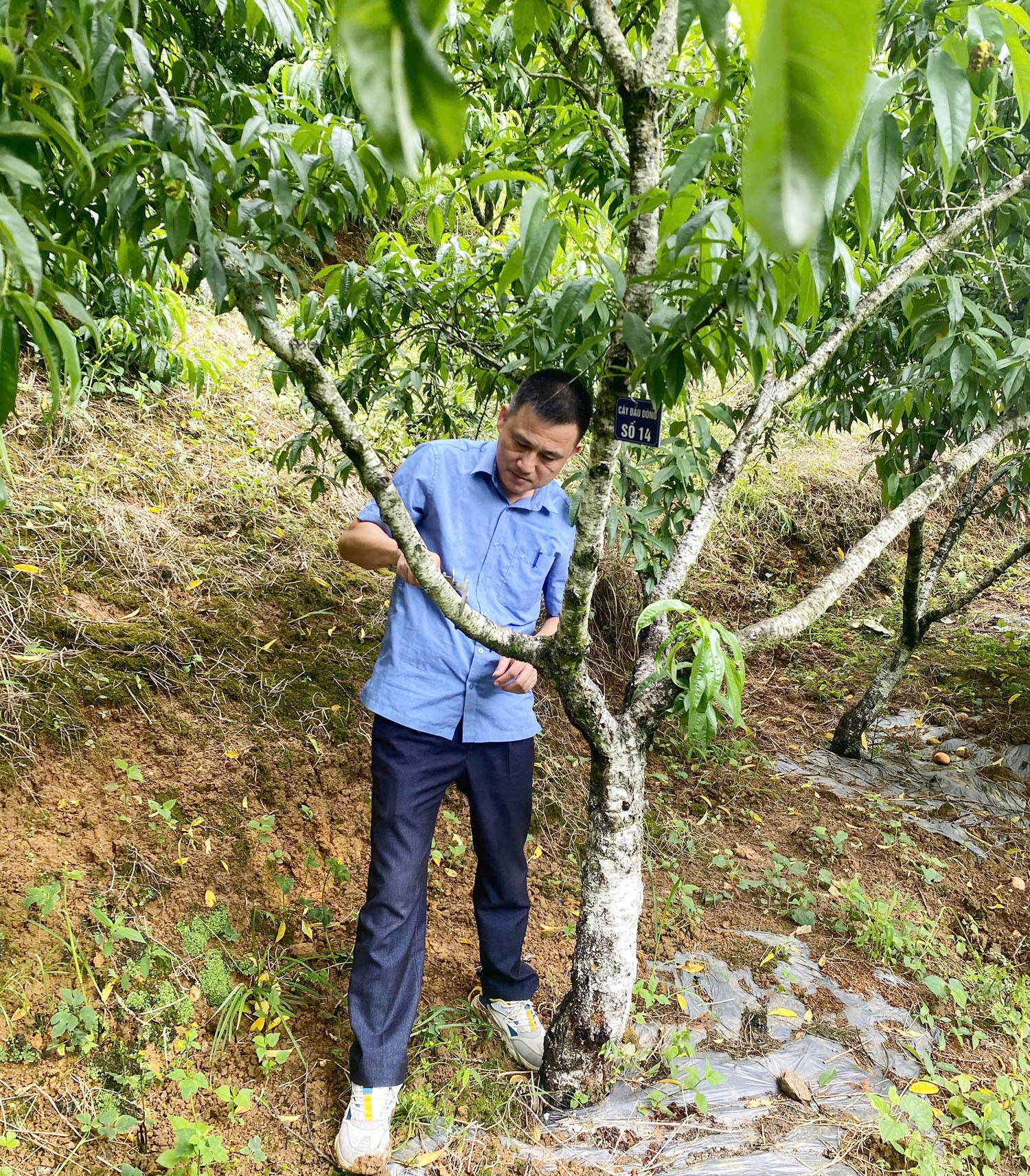 Cán bộ chuyên môn đo đếm chỉ tiêu cây đào ĐMN1. do-dem-chi-tieu-cay-dao.jpg
