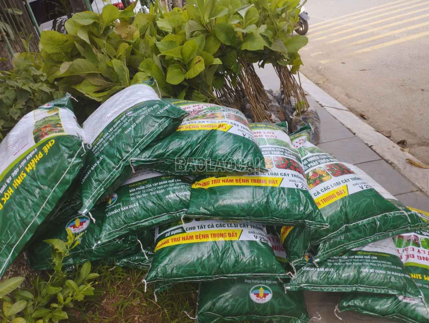 Cấp phân bón phục vụ trồng rừng. baolaocai-c_4-2628.jpg
