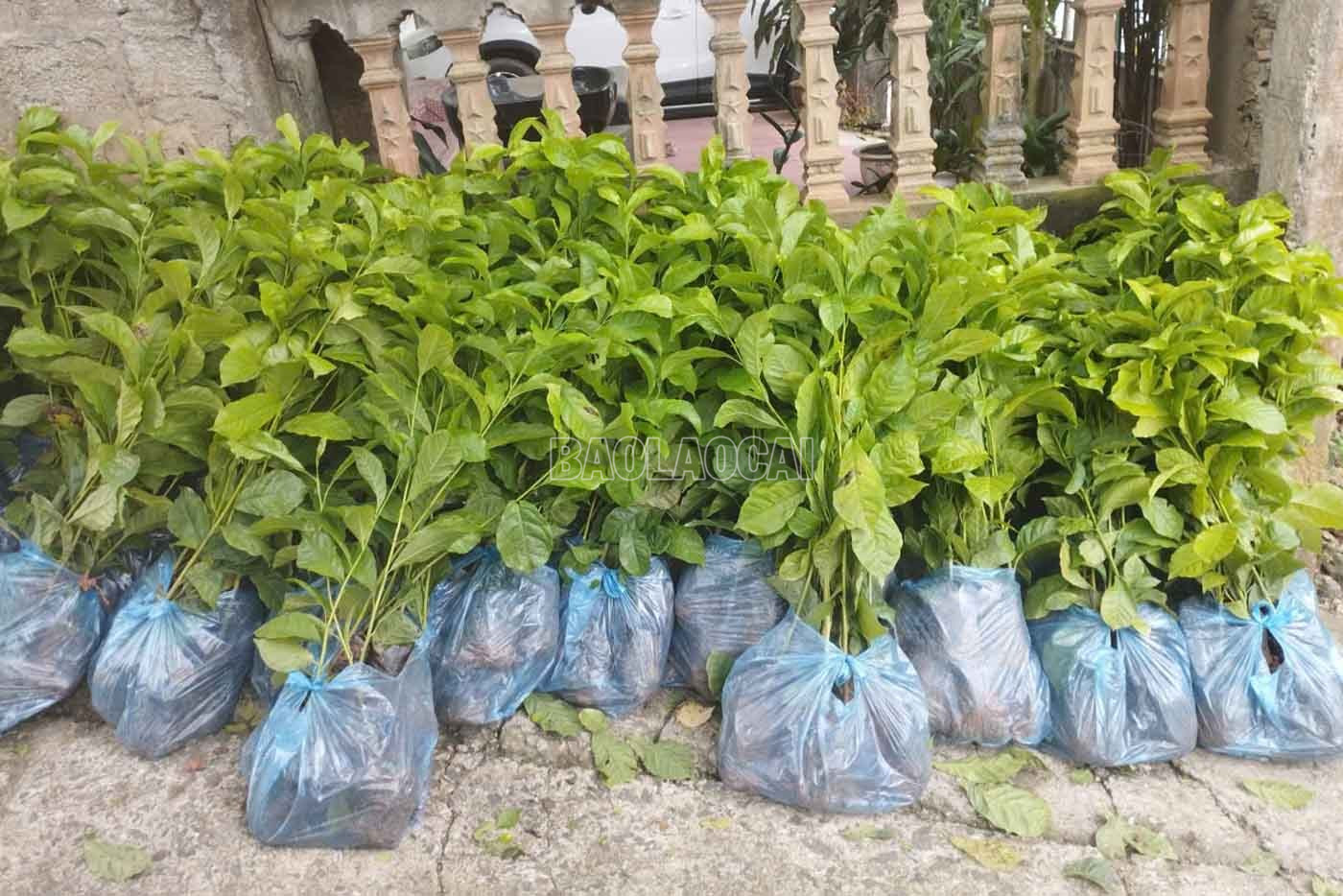 Cấp 7.500 cây giống (gồm lát, dổi, tếch) cho các hộ dân xã Bảo Yên trồng rừng gỗ lớn. baolaocai-c_3-4605.jpg