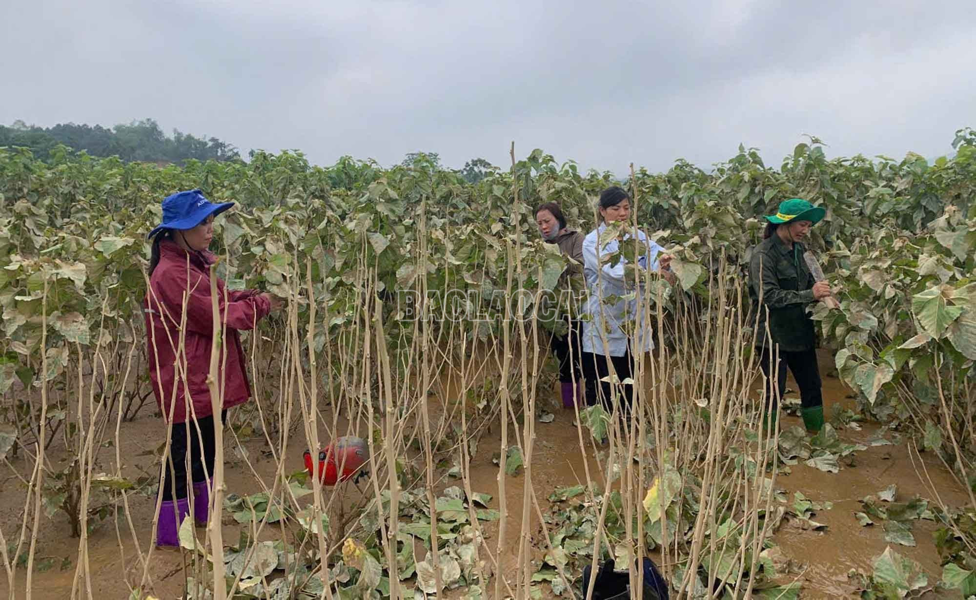 Nhiều diện tích dâu tằm tại xã Trấn Yên được cán bộ khuyến nông hướng dẫn tuốt bỏ lá, để cây phục hồi. baolaocai-c_3.jpg
