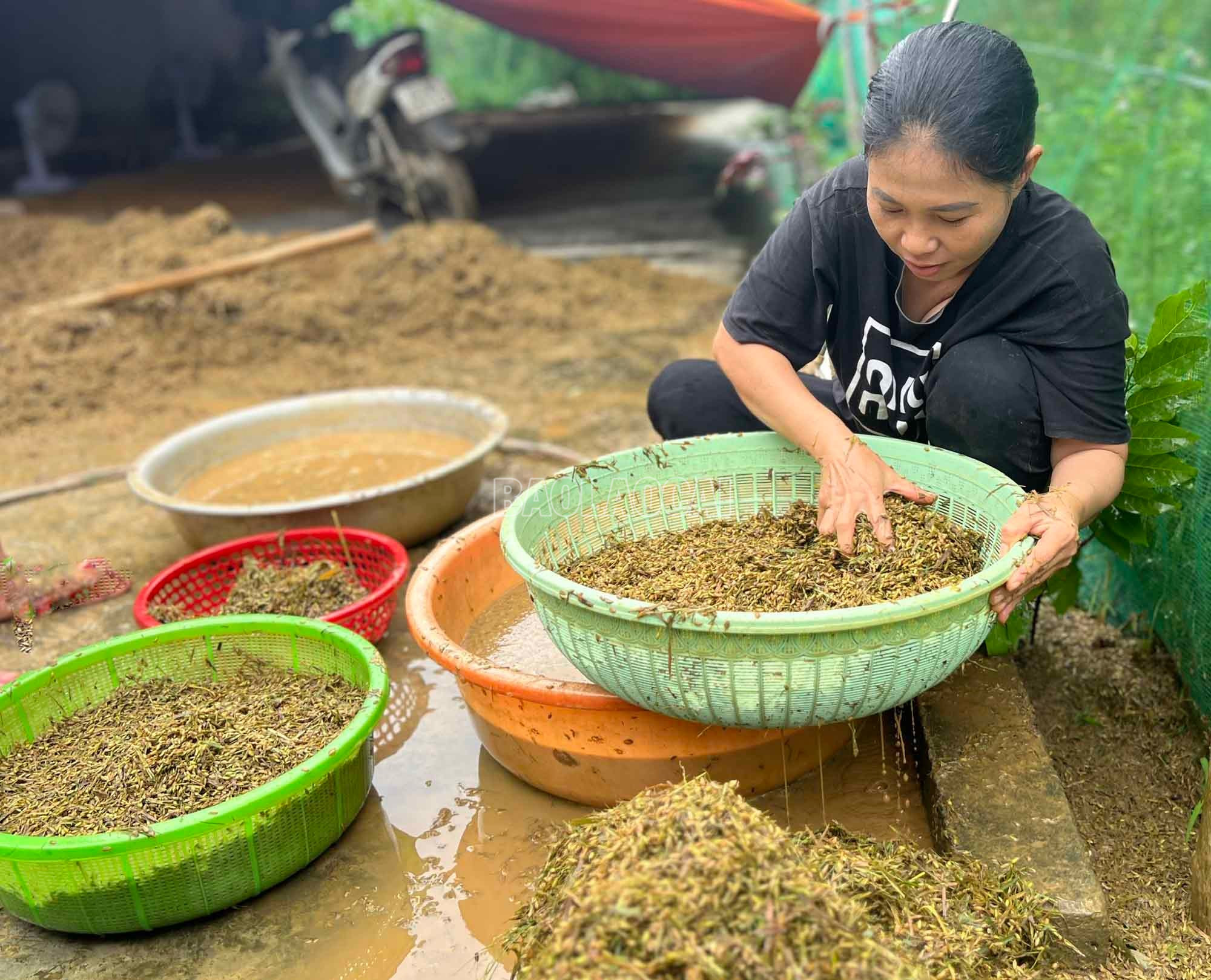 Gia đình bà Trần Thị Hường, xã Xuân Quang đãi những hạt thóc bám đầy bùn đất sau mưa lũ. baolaocai-c_9.jpg