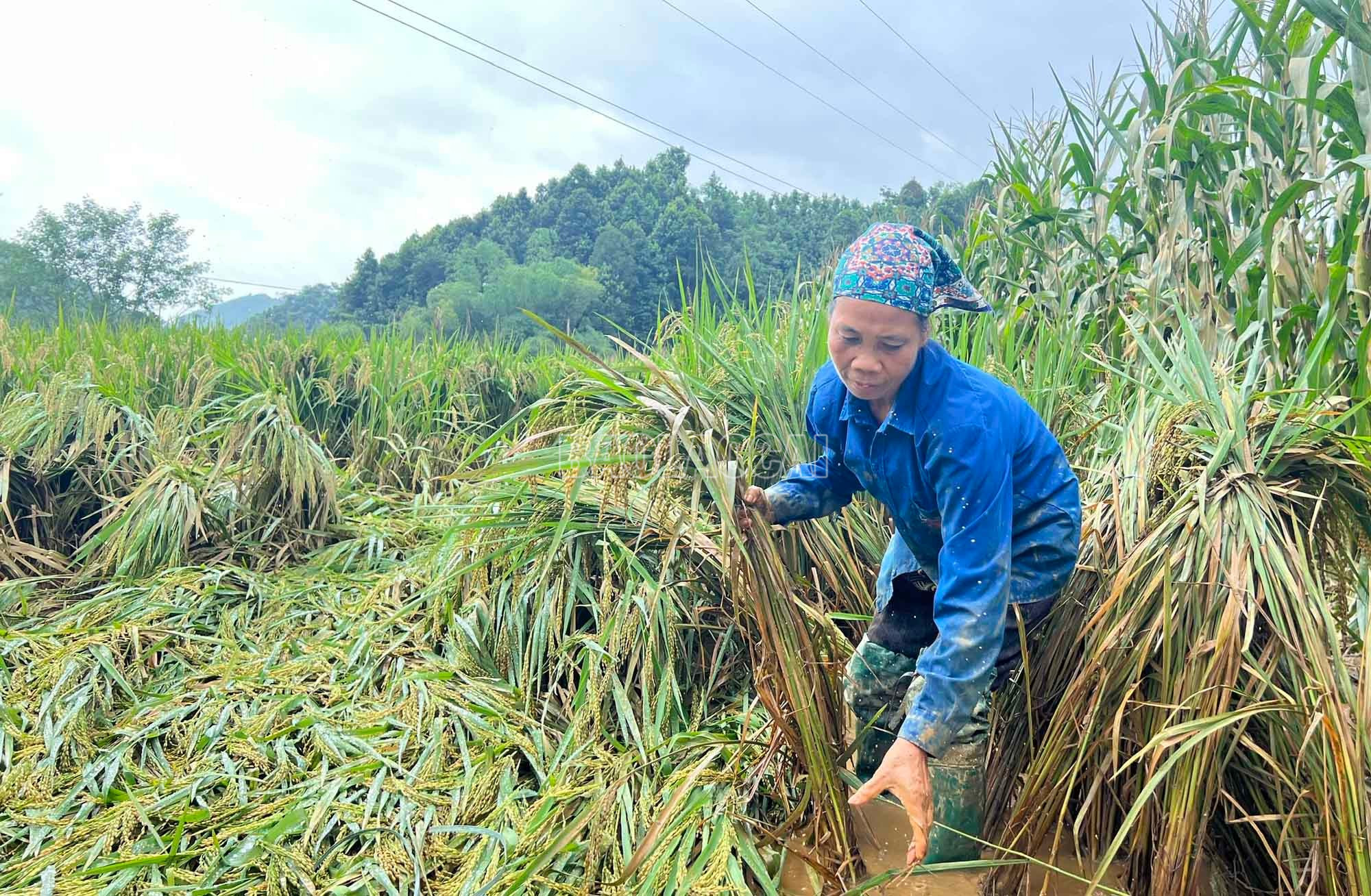 Bà Nguyễn Thị Thảo, xã Xuân Quang nỗ lực buộc dựng từng khóm lúa. baolaocai-c_8.jpg