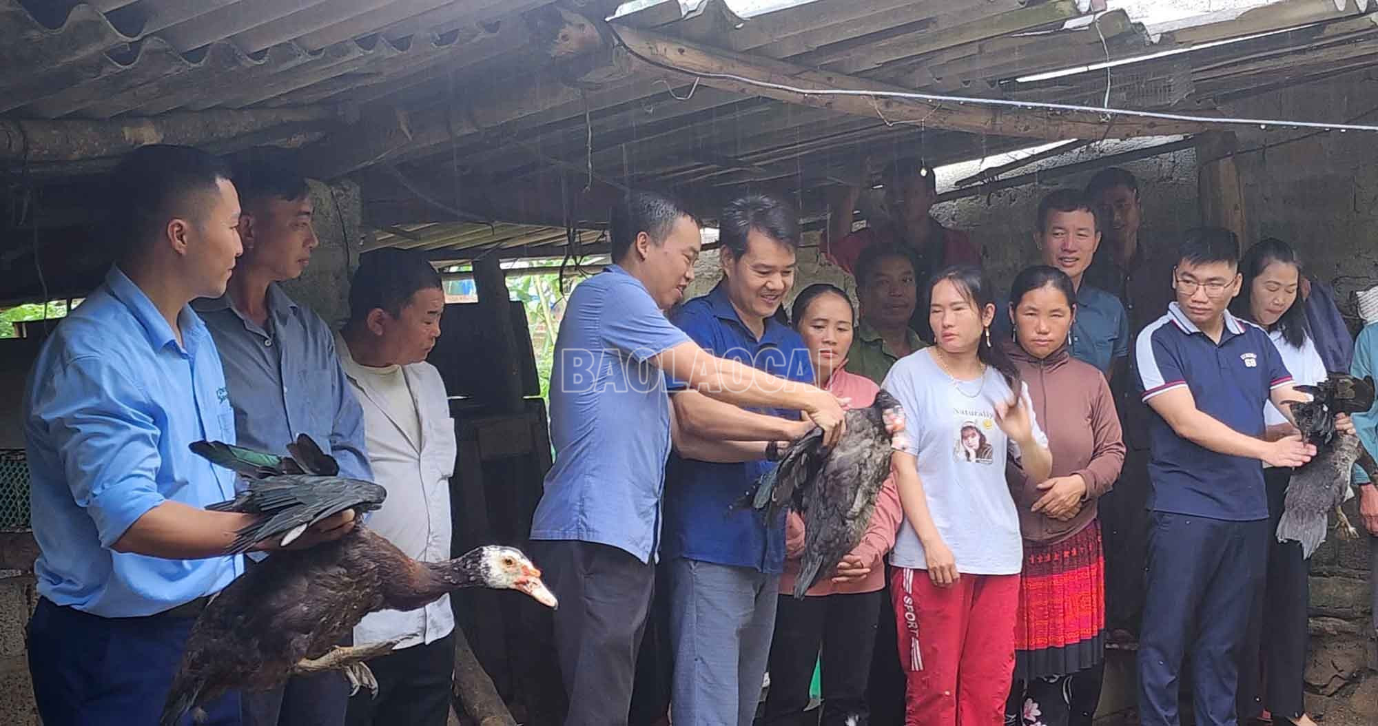 Đàn ngan sinh trưởng, phát triển tốt, dự kiến khi xuất chuồng đạt trọng lượng 4,6 - 5 kg/con. baolaocai-c_2-8994.jpg