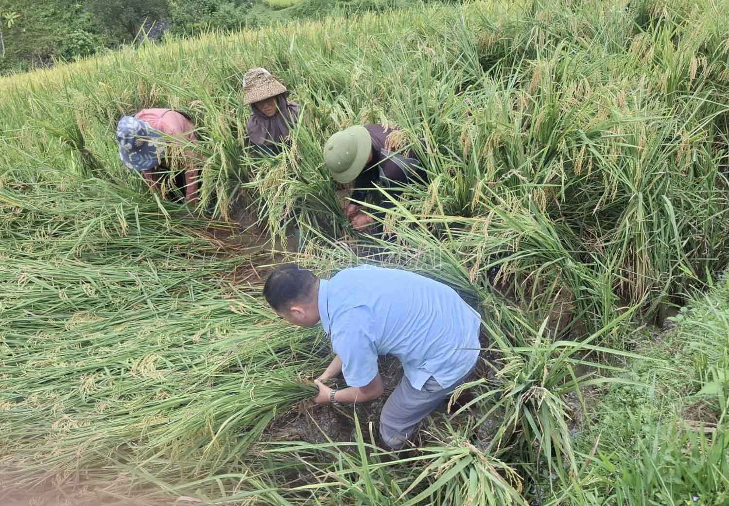 Cán bộ khuyến nông hướng dẫn người dân khôi phục diện tích lúa bị gãy đỗ. baolaocai-c_7.jpg