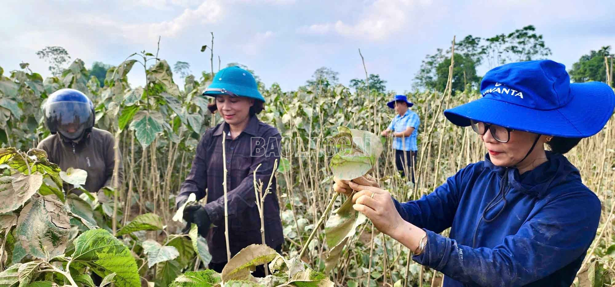 Cán bộ Trung tâm Khuyến nông và Dịch vụ nông nghiệp tỉnh đến từng cánh đồng, hộ dân để hướng dẫn biện pháp khắc phục cây trồng. baolaocai-c_1.jpg