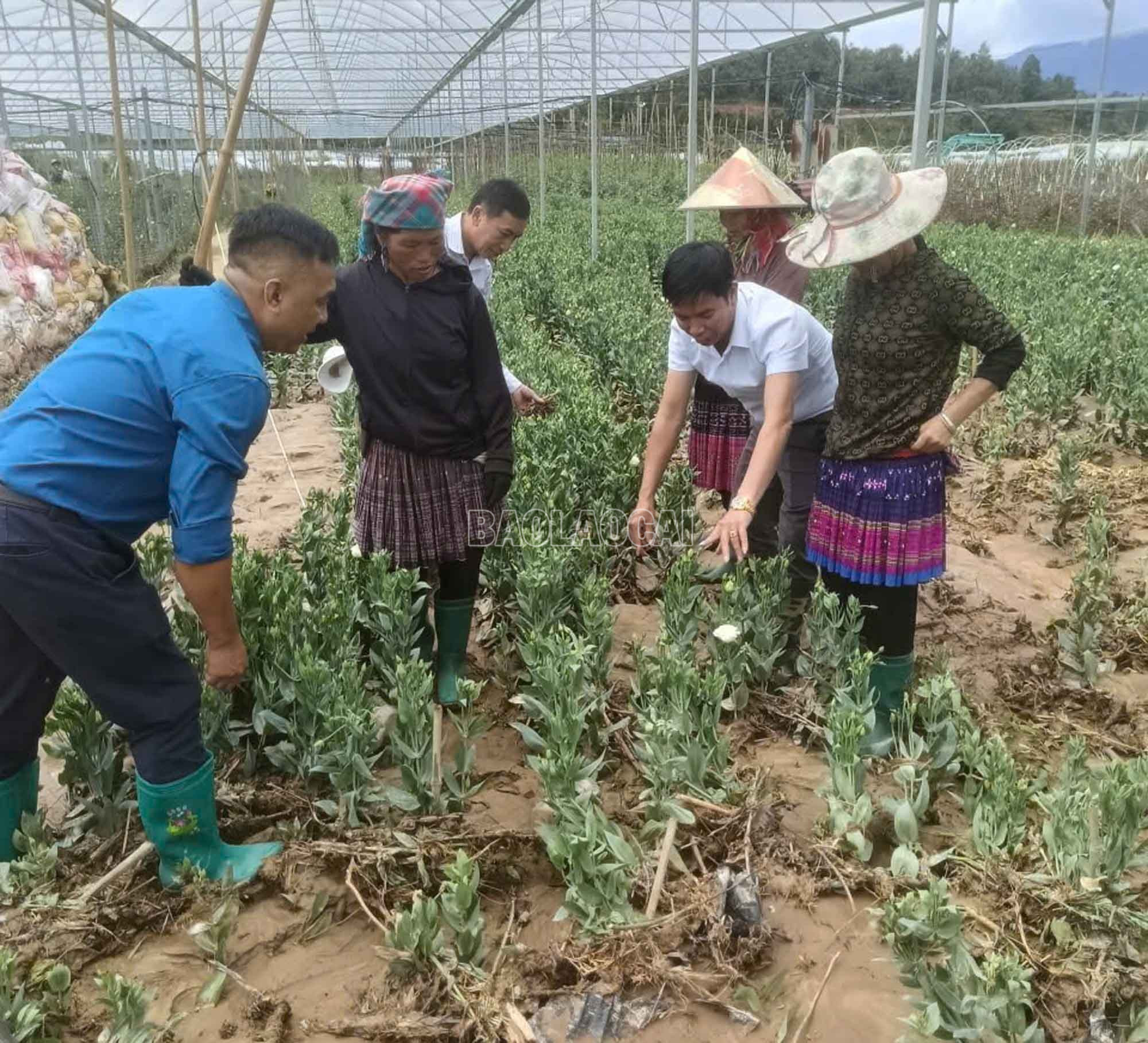 Cán bộ Trạm Dịch vụ, hỗ trợ nông nghiệp Mù Cang Chải hướng dẫn hộ ông Mùi khắc phục diện tích hoa bị ngập nước. baolaocai-c_6.jpg