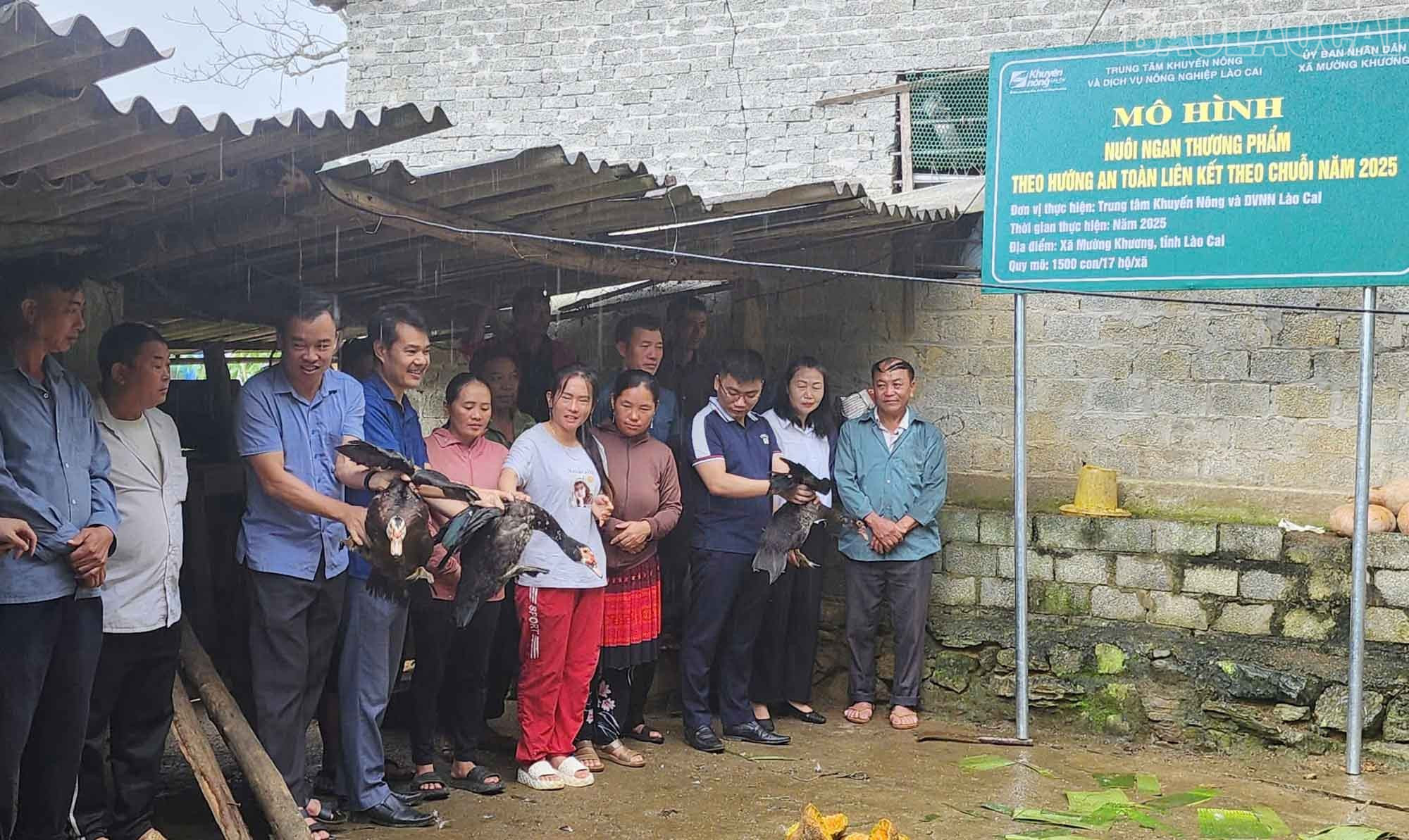 Mô hình nuôi ngan thương phẩm theo hướng an toàn, liên kết theo chuỗi được triển khai tại xã Mường Khương. baolaocai-tr_3-9499.jpg