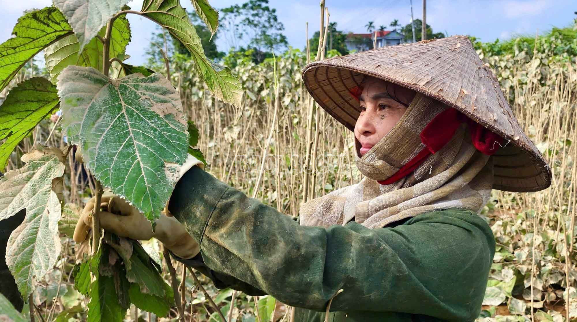 Hộ dân nỗ lực khôi phục diện tích dâu tằm sau mưa lũ. baolaocai-c_4.jpg
