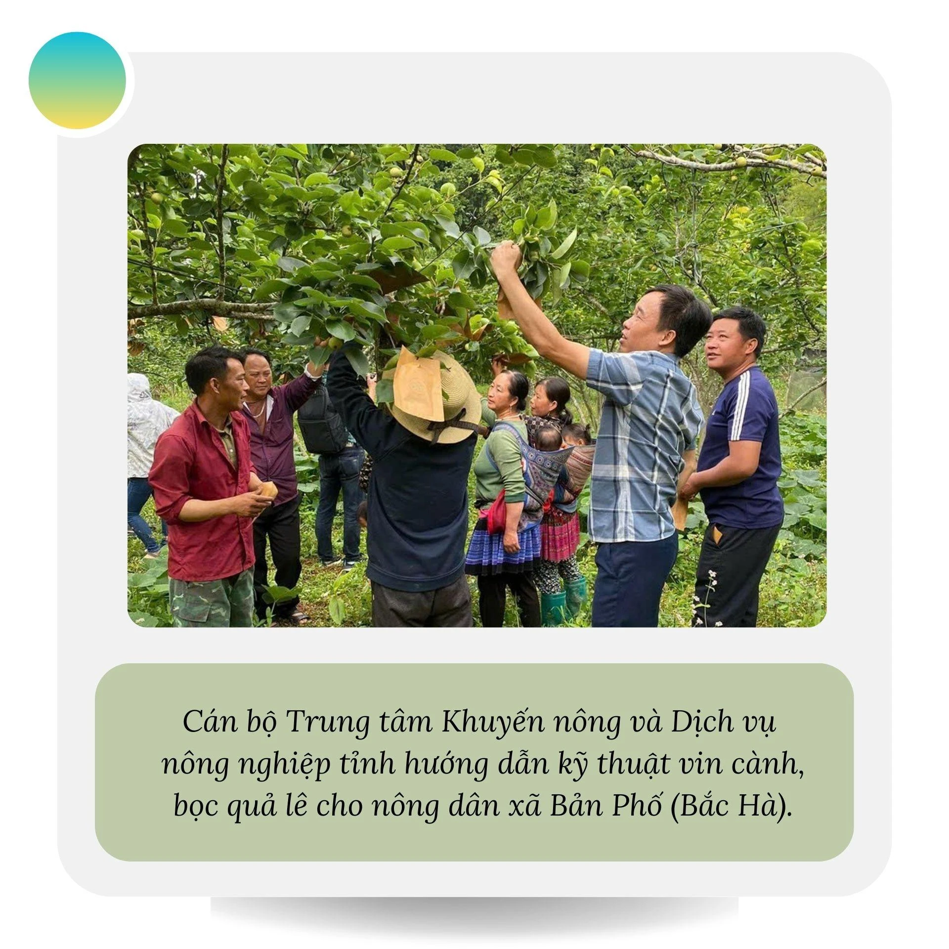 Hiệu quả từ các hợp tác xã nông nghiệp ở Bảo Thắng.jpg