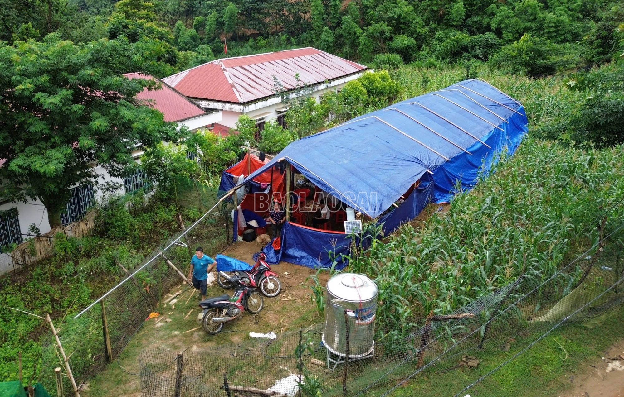 Lán tạm được dựng nhờ trên phần đất đang trồng ngô của người dân trong thôn. baolaocai-c_2-439.jpg