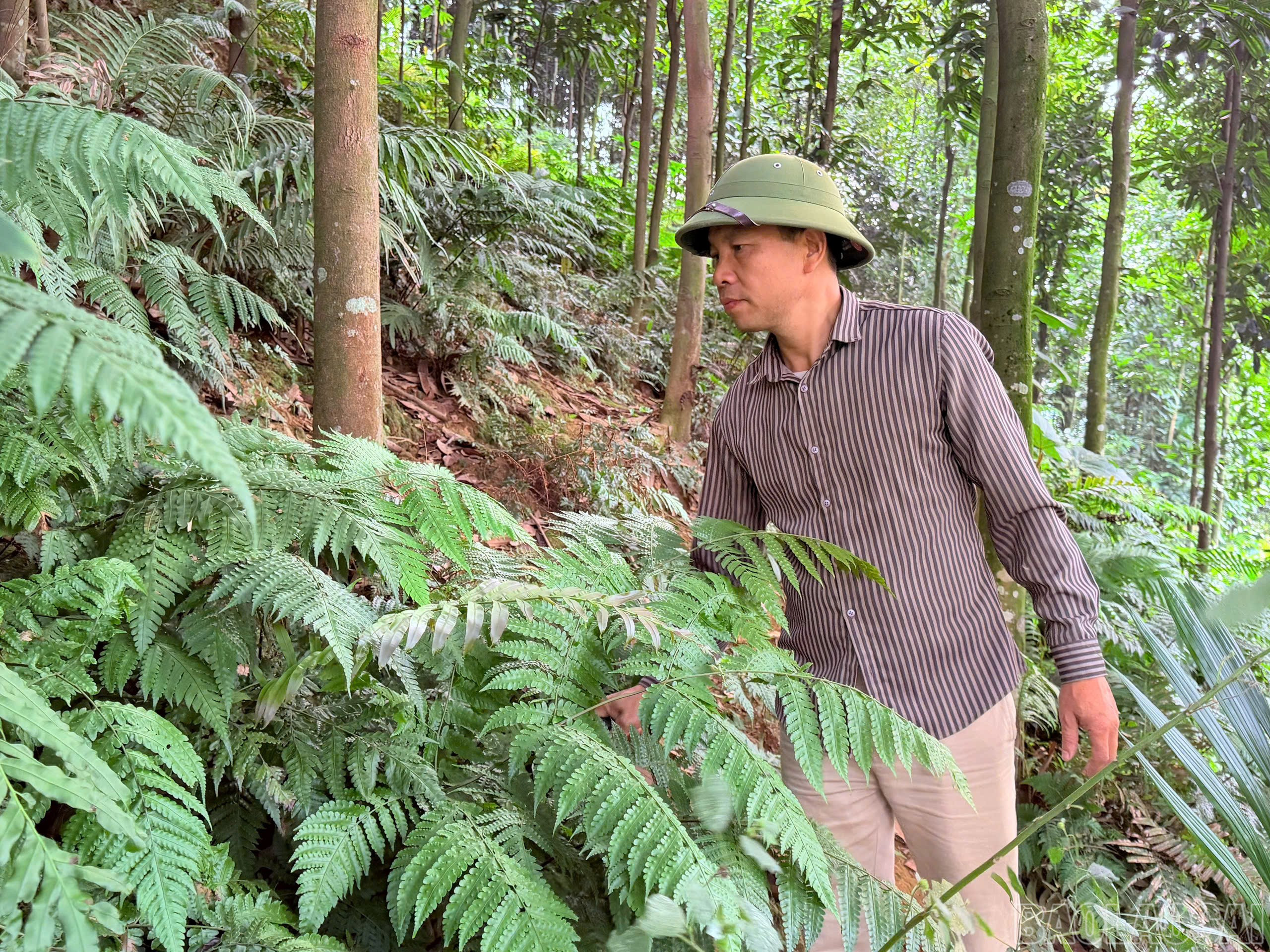 Kế thừa vùng đất khai hoang của bố mẹ, anh Trần Văn Đức trồng hơn 3 ha quế .