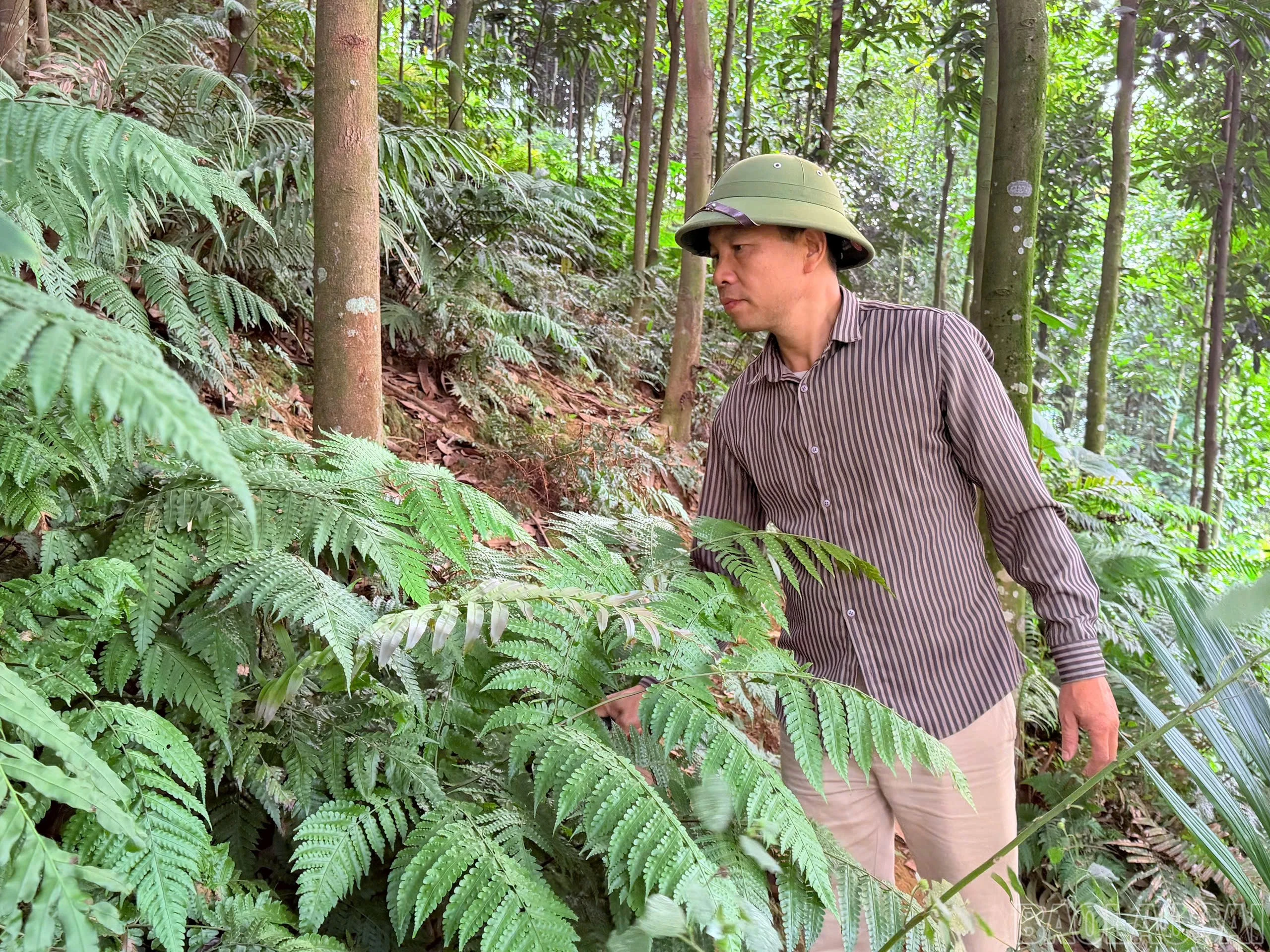 Kế thừa vùng đất khai hoang của bố mẹ, anh Trần Văn Đức trồng hơn 3 ha quế .