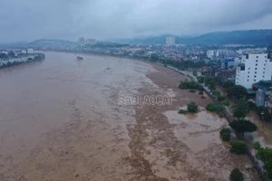 [Ảnh] Củi rác trôi “phủ kín” mặt nước sông Hồng