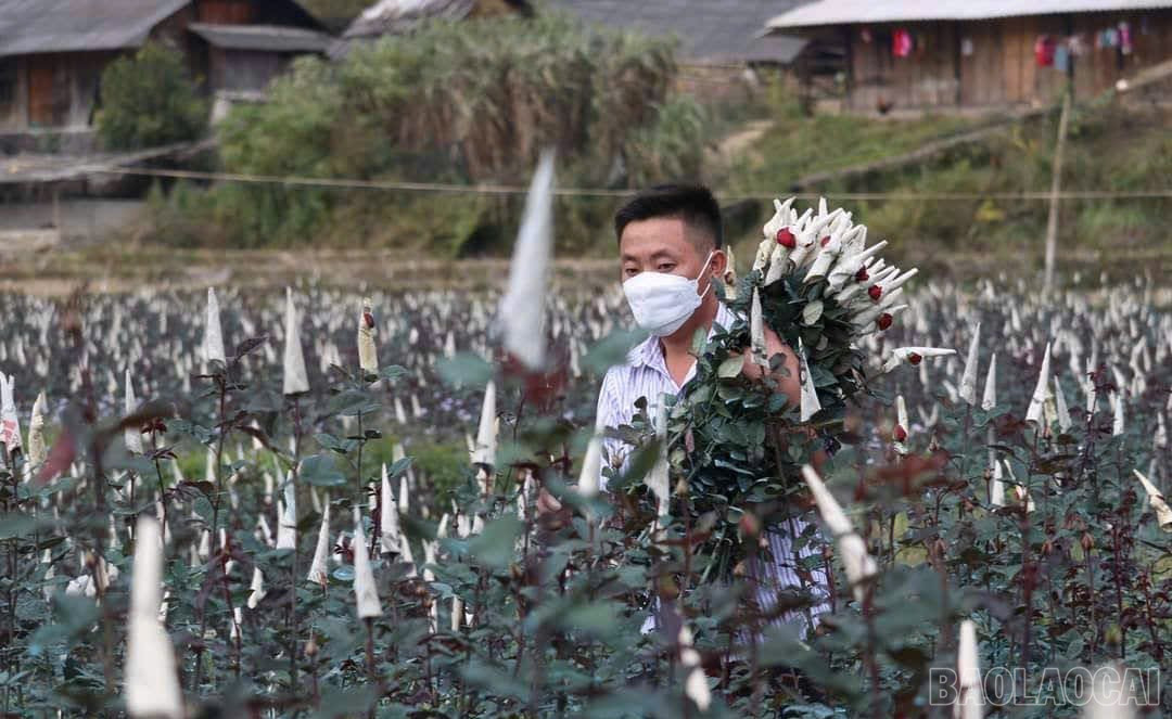 Mô hình trồng hoa hồng của HTX Nông nghiệp Nhà Páo Ly, xã Púng Luông, tỉnh Lào Cai. baolaocai-br_htx-mcc.jpg