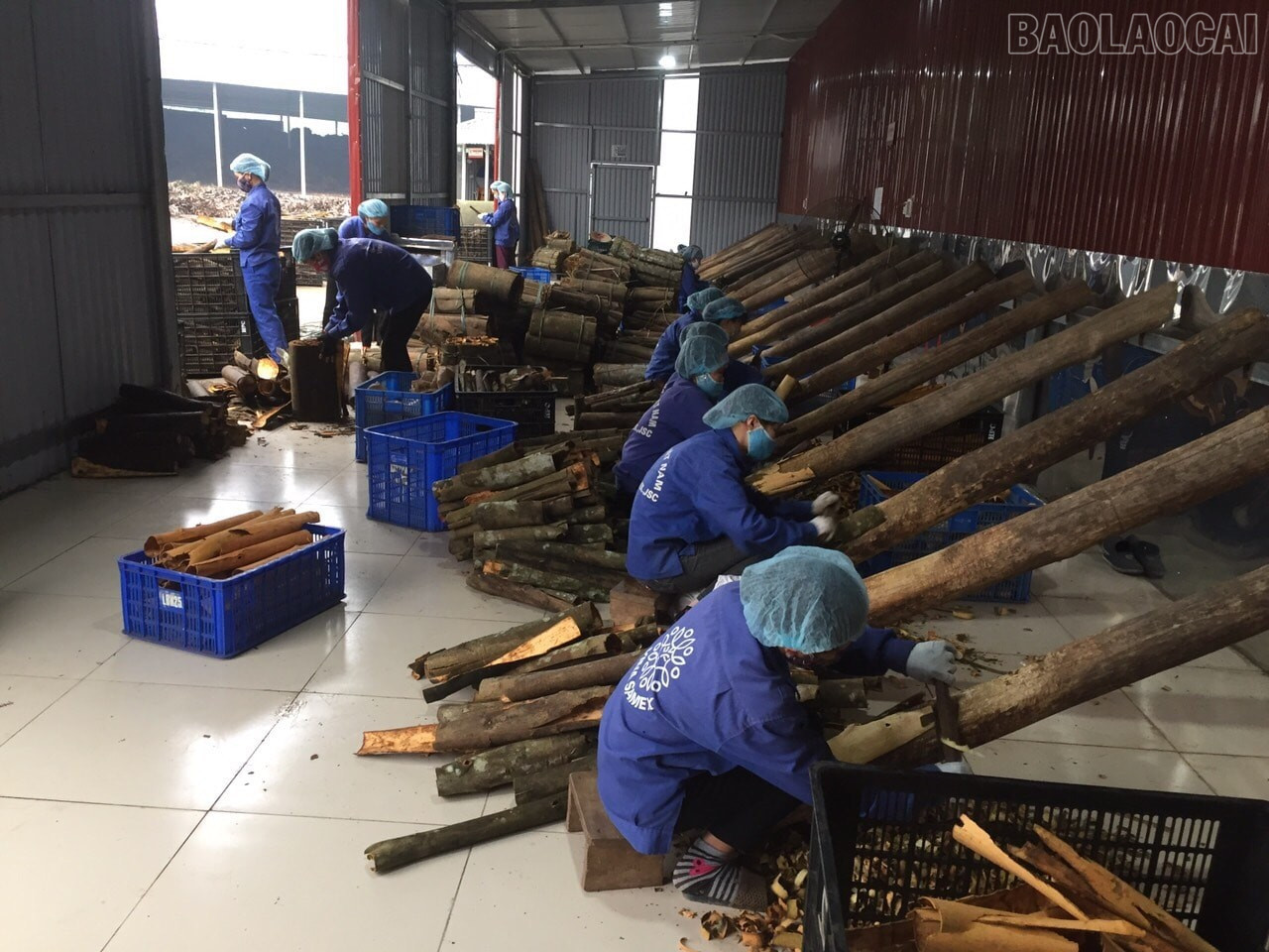 Các HTX thu hút nhiều lao động địa phương. (Trong ảnh, hoạt động sản xuất tại HTX Quế hồi Việt Nam, xã Trấn Yên) baolaocai-tr_que-ho-viet-nam.jpg