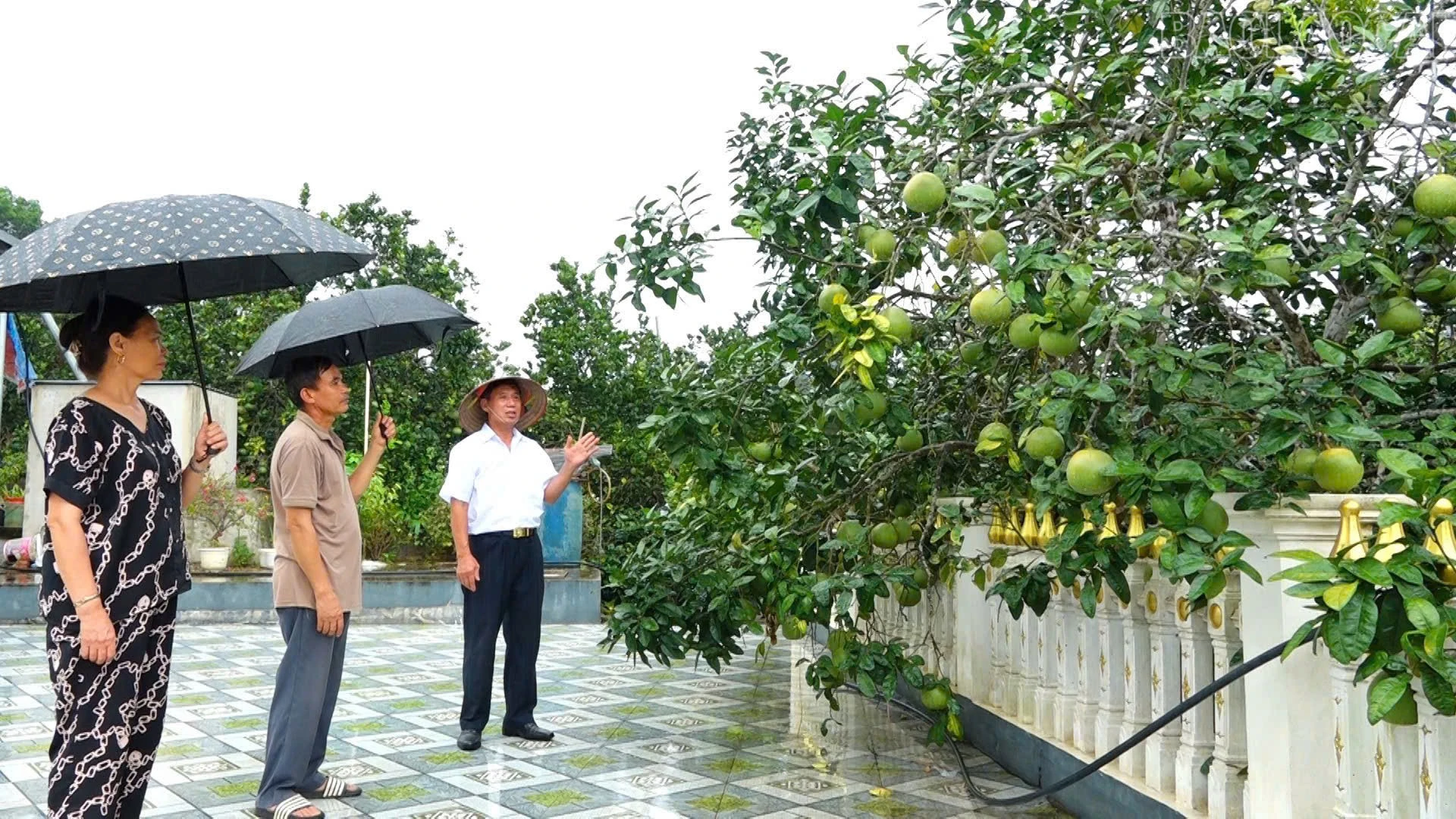 baolaocai-tr_z7060231313090-1501428763b8bfee1effd1a12a14ac5e.jpg