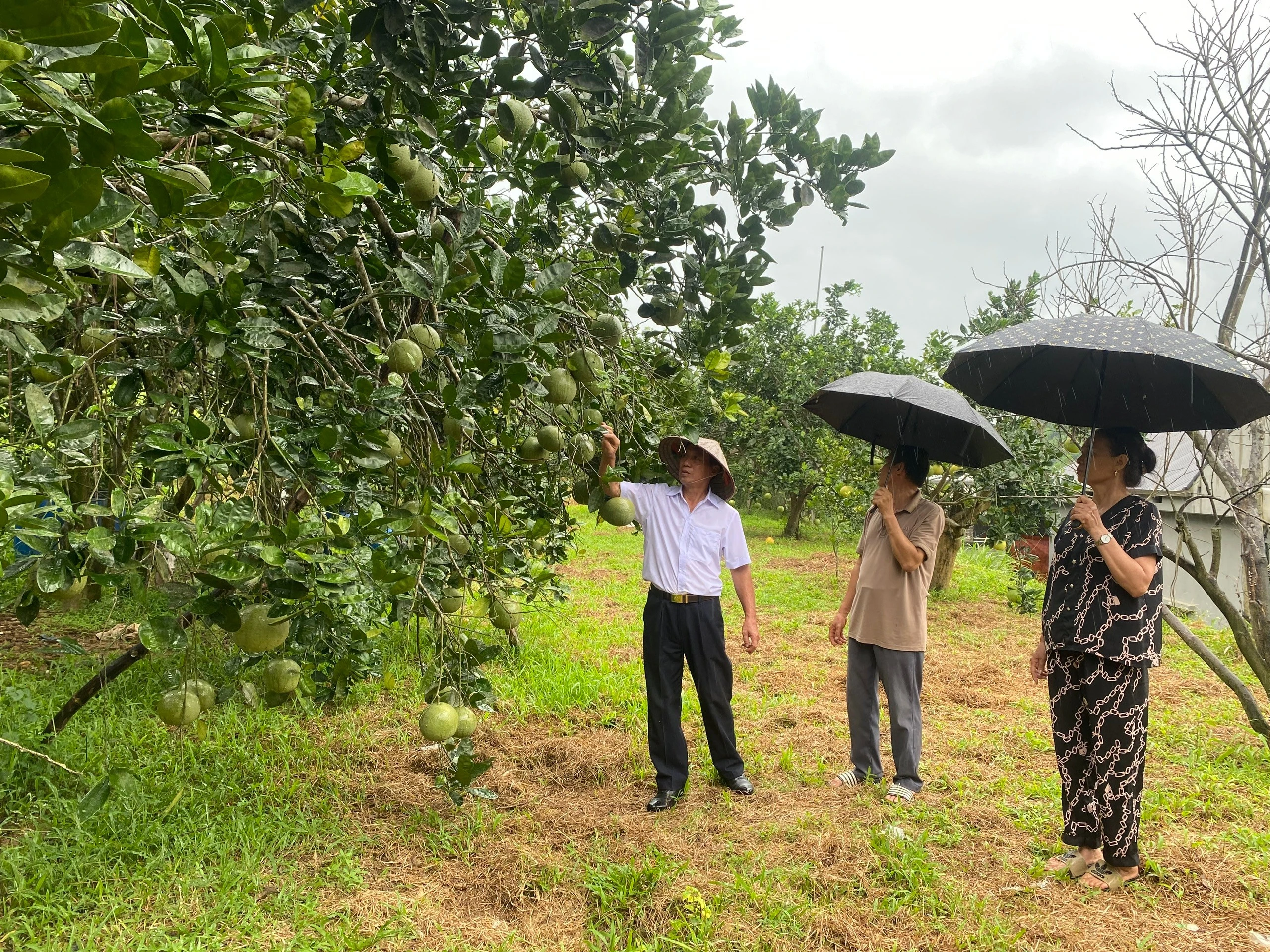 thamvuonbuoi-28092025.jpg