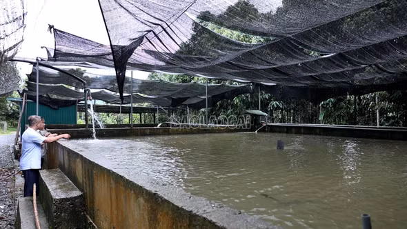 Cá tầm mở hướng làm giàu ở Việt Hồng