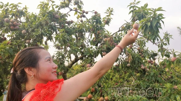 Bắc Hà mùa mận chín