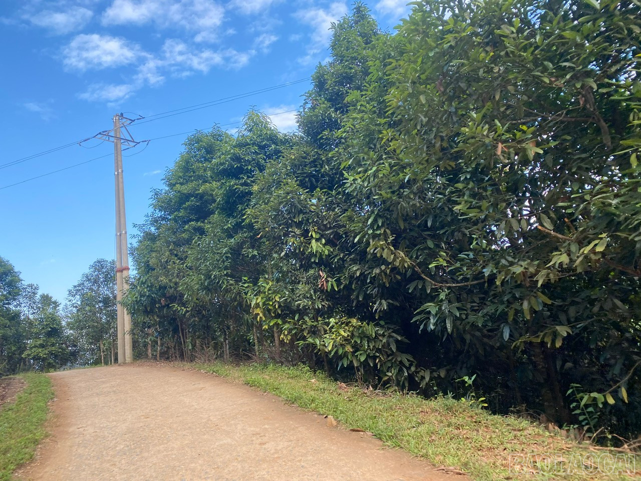 Os postes de energia elétrica foram envoltos em fios. baolaocai-br_z7315308768414-ab58959bc94ece784a717d9379cb3def.jpg