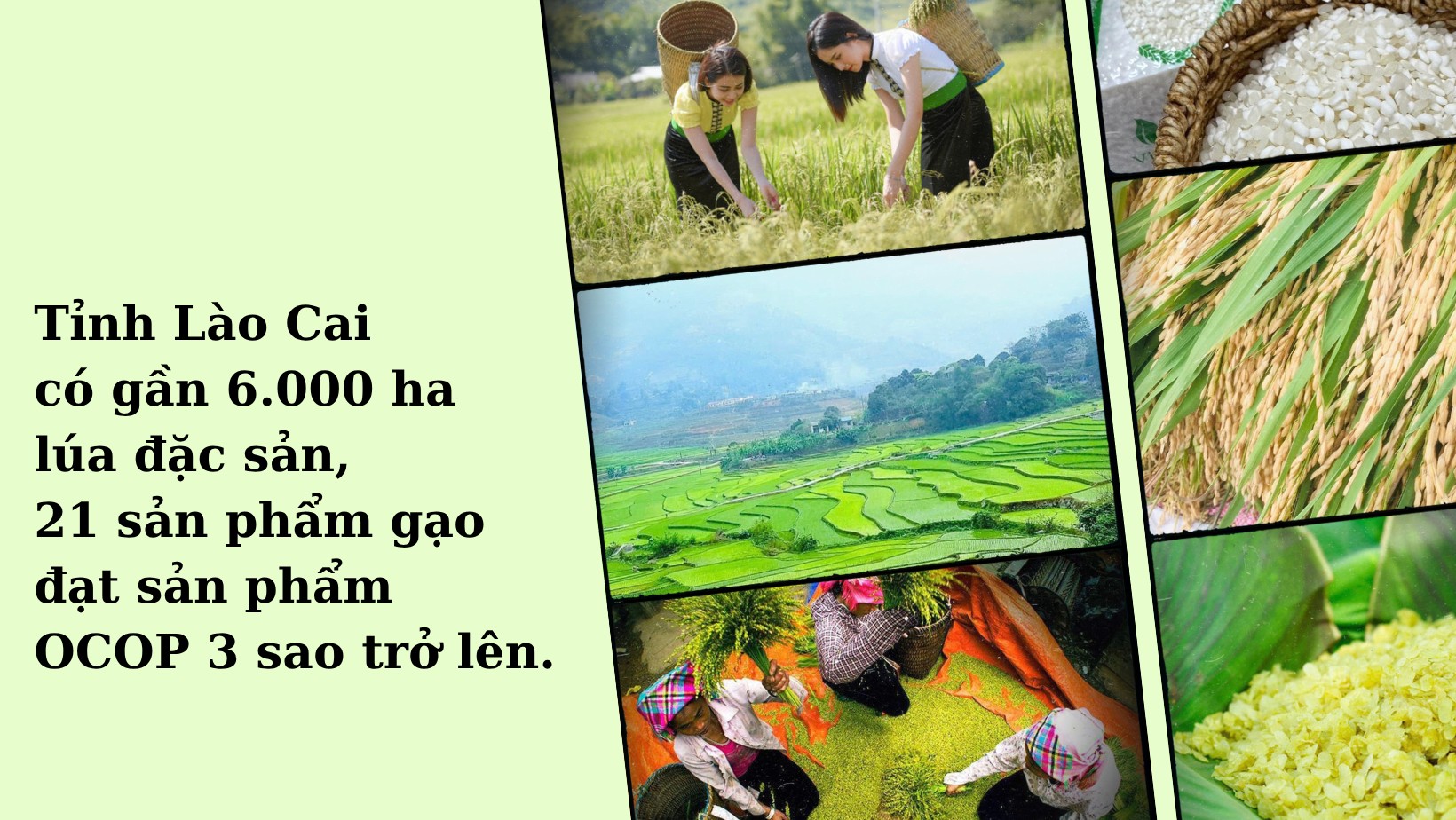 den-mau-be-anh-anh-ghep-thoi-trang-sac-dep-cong-dong-anh-bia-facebook-4.png