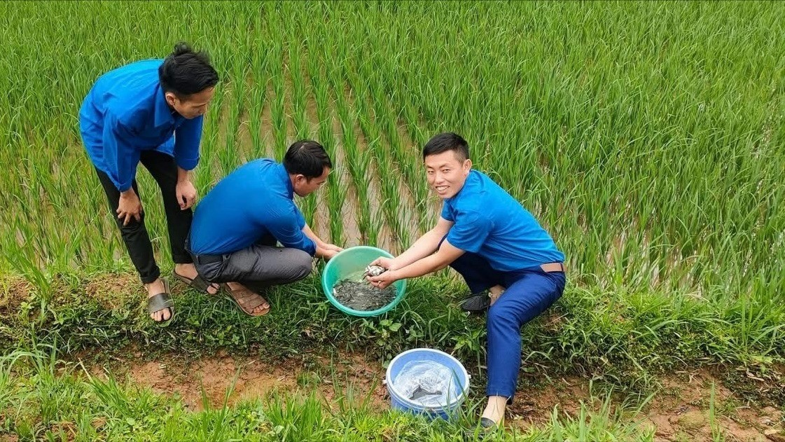 Người dân xã Púng Luông thả cá chép vào ruộng sau mỗi vụ cấy lúa mùa. img-5710-679.jpg