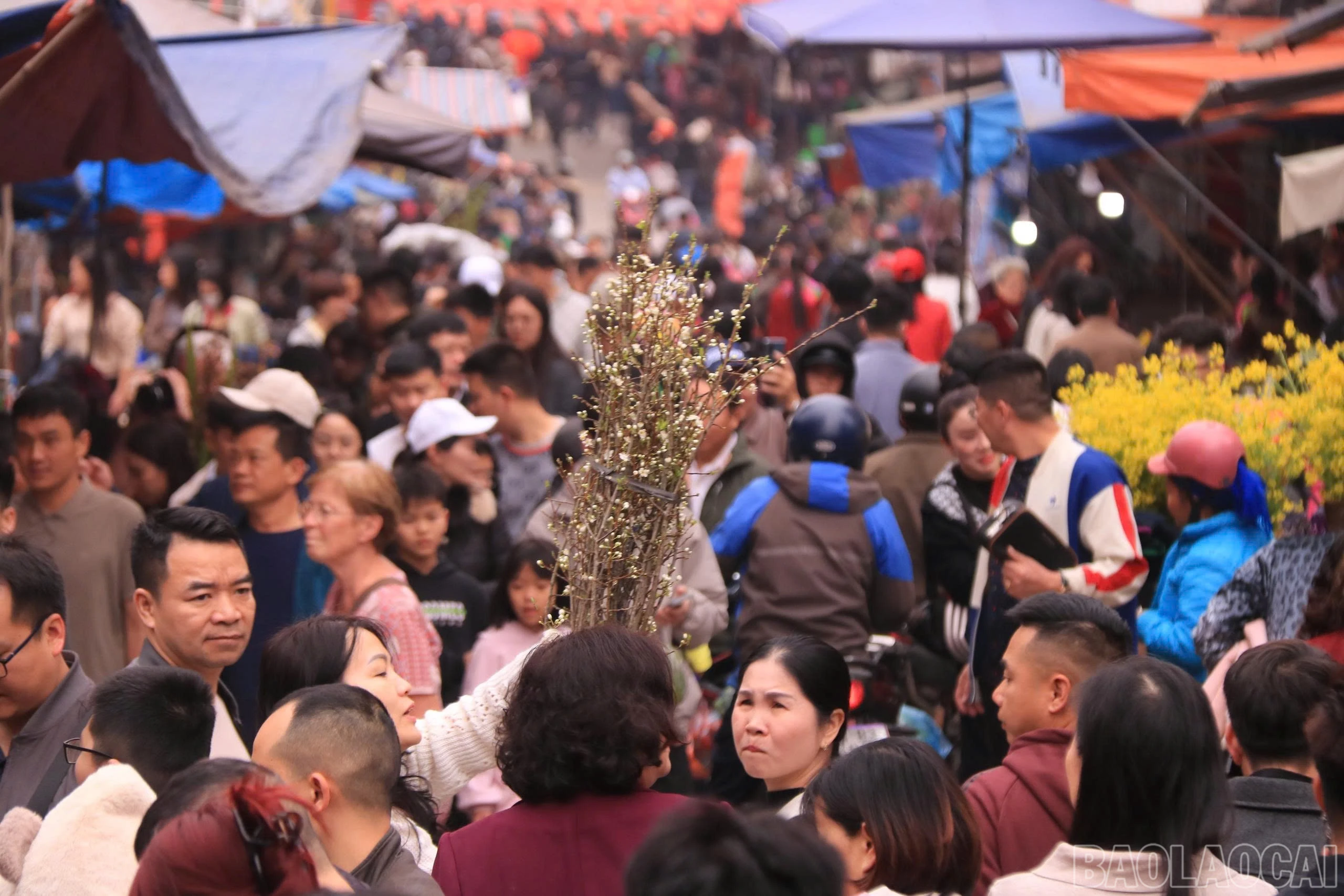 baolaocai-br_z7559639181484-62d5634e447a52802c97172932189a47.jpg
