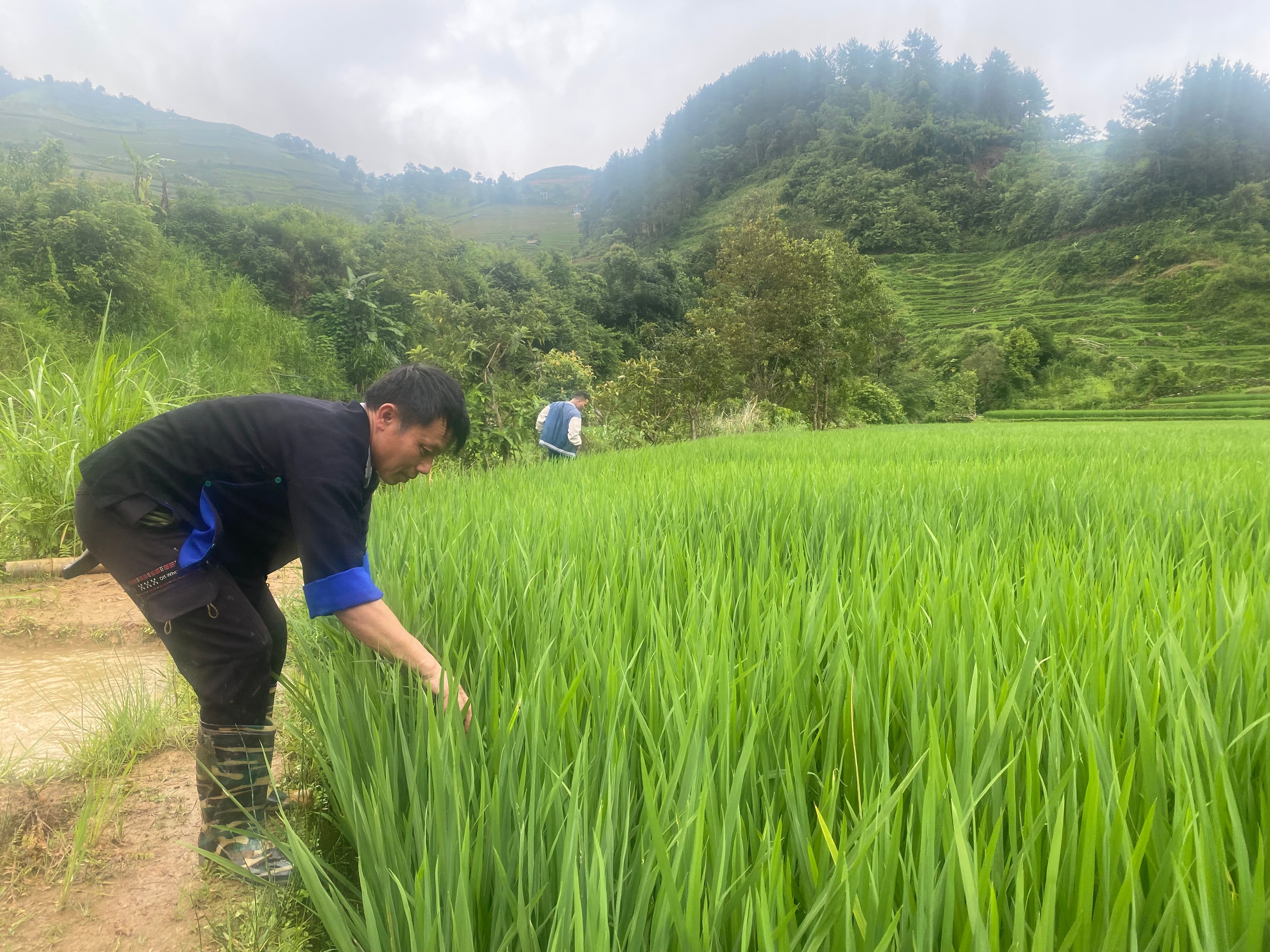 Người dân sẽ thường xuyên thăm đồng để kiểm tra một số loại bọ nước cắn cá để có thể kịp thời xử lý. img-6340.jpg