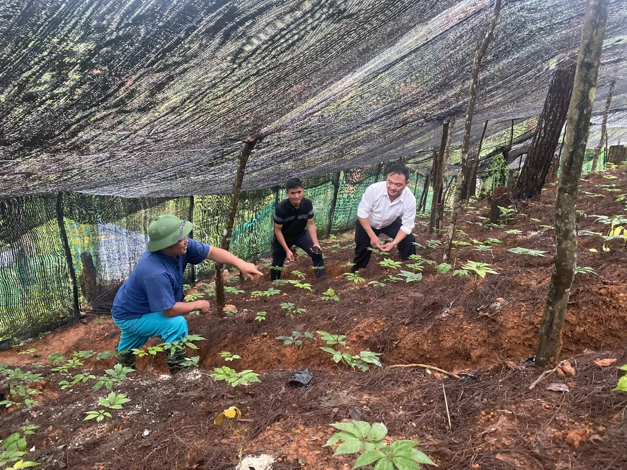 Cây dược liệu đang được khuyến khích phát triển với mục tiêu và kỳ vọng trở thành vùng dược liệu trong tương lai gần.