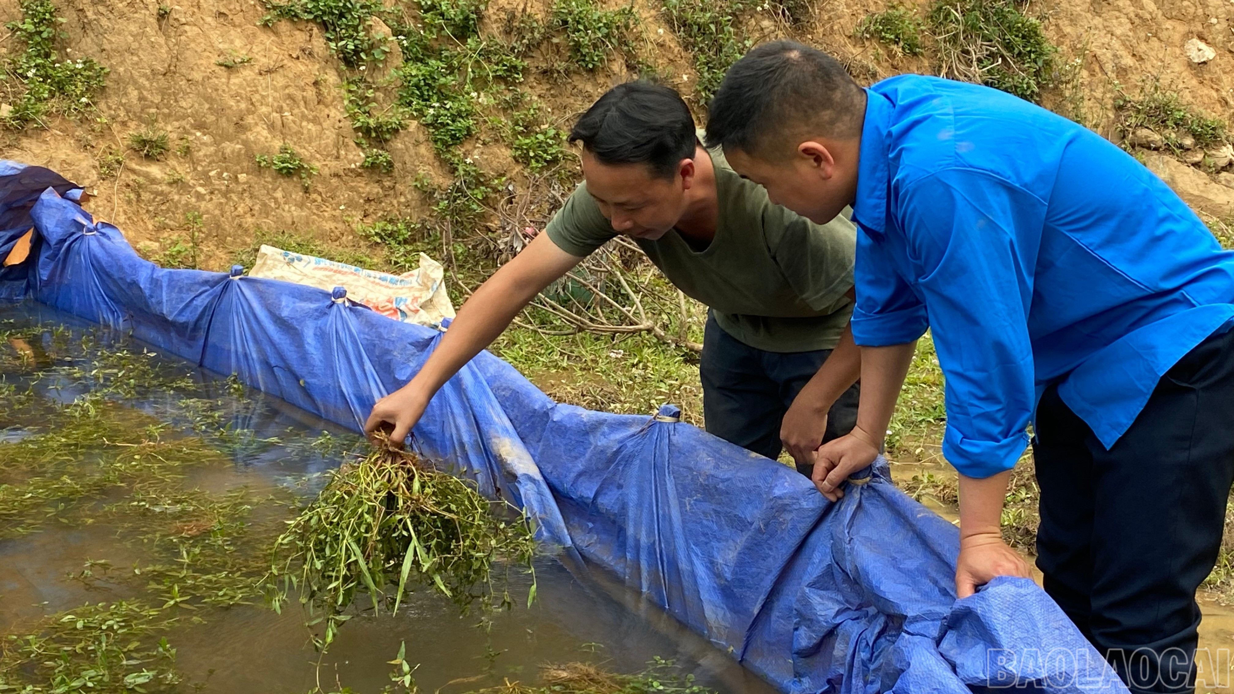 Một số hộ dân còn chủ động tạo nguồn cá giống để bán cho các hộ có nhu cầu. baolaocai-br_img-7069-8493.jpg
