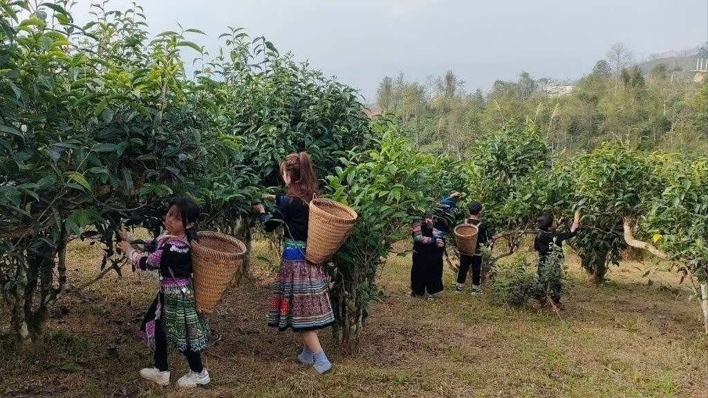 Học sinh trong "Lớp học Bà Liên" học cách thu hái chè Shan tuyết cổ thụ. z6911476464692-581a6ace2e06d23444f5993892202d81-668.jpg