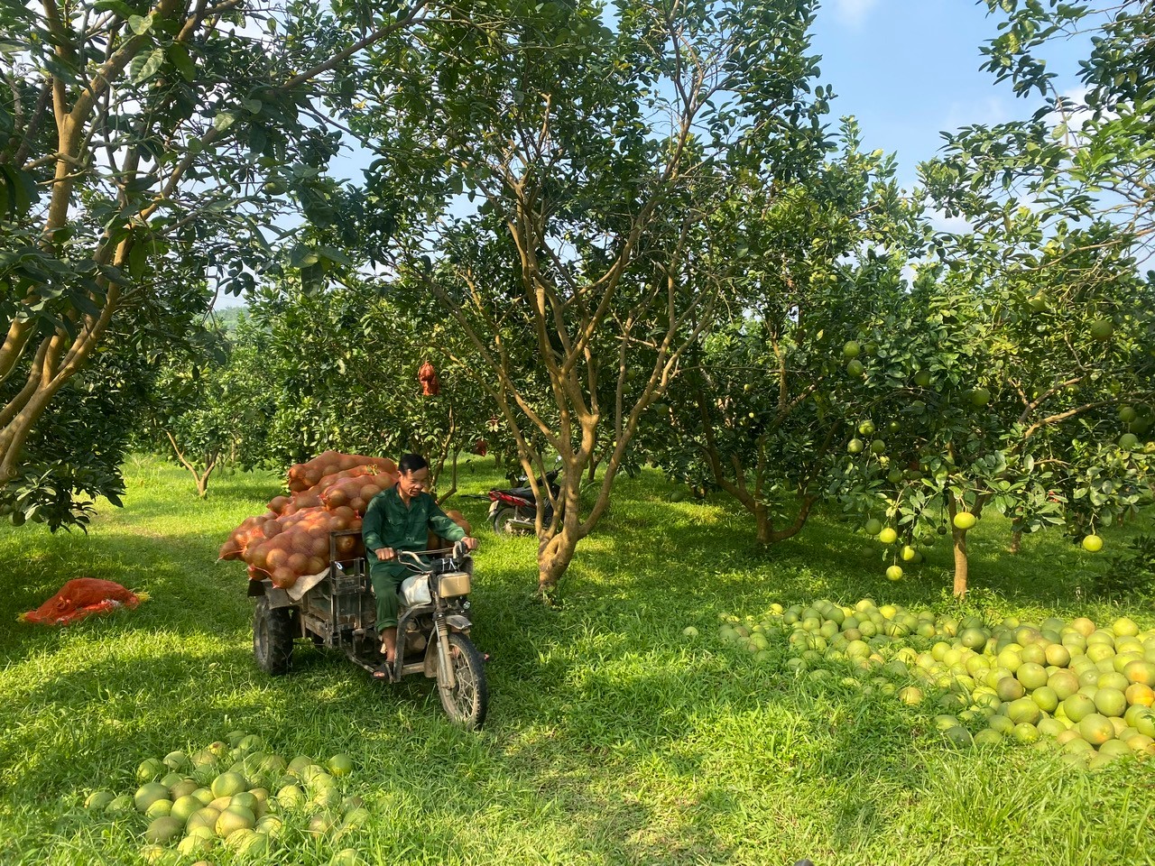 Vườn bưởi của gia đình anh Nguyễn Trung Kiên đã phục hồi và cho thu hoạch vụ mới. z7038122414434-9429b8a41fb02f6d7f808c209853d814.jpg