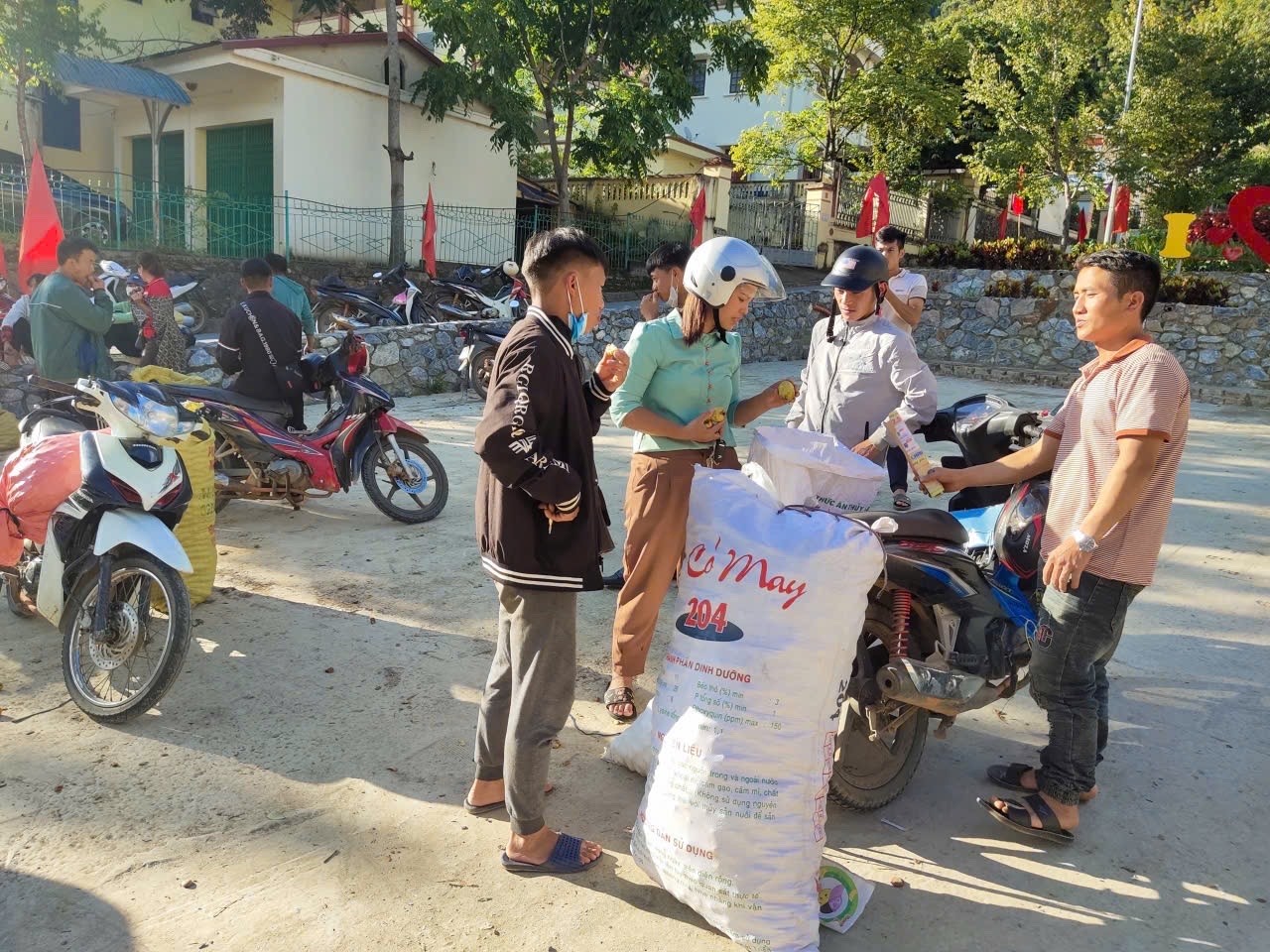 Sau thu hoạch, sơn tra được tập trung về điểm tập kết, chờ thương lái tới thu mua. z6890145965422-faf46abc0833f54b0c6cf1831a2c8f34.jpg