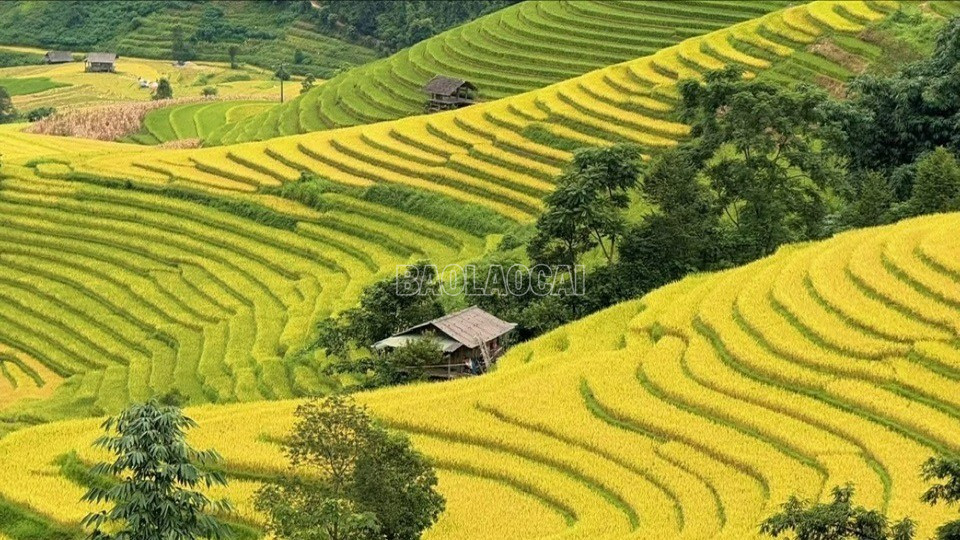 Ruộng bậc thang ở Sa Pa mùa lúa chín. baolaocai-c_z7035980145819-f26791a106a19e2928d6c3cde8815c50-5576.jpg