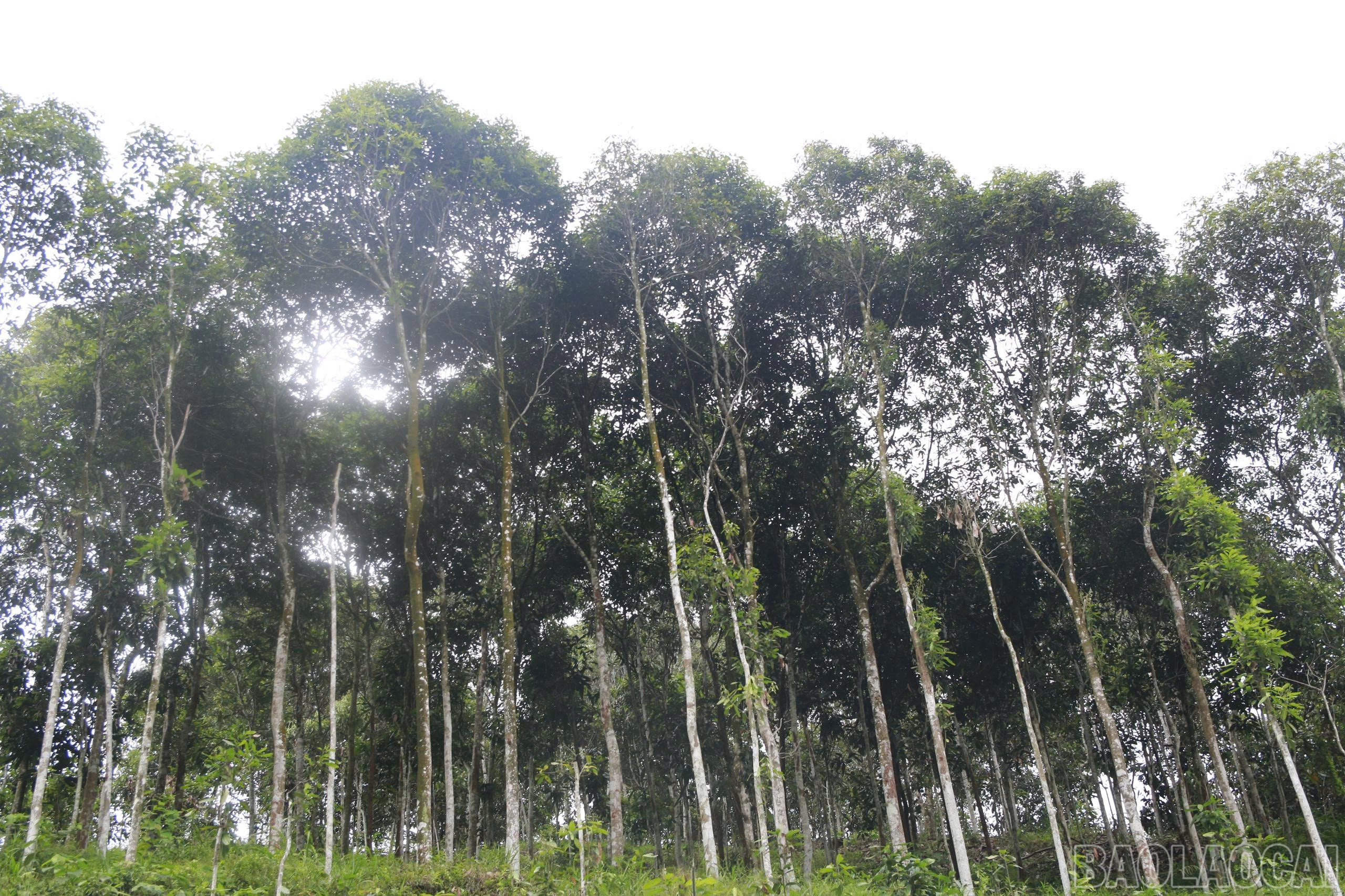 Rata-rata, setiap rumah tangga di Tang Chan memiliki 5 hektar pohon kayu manis. baolaocai-br_z6910159346543-1a5dee920317b7df80029df807df9ee9.jpg