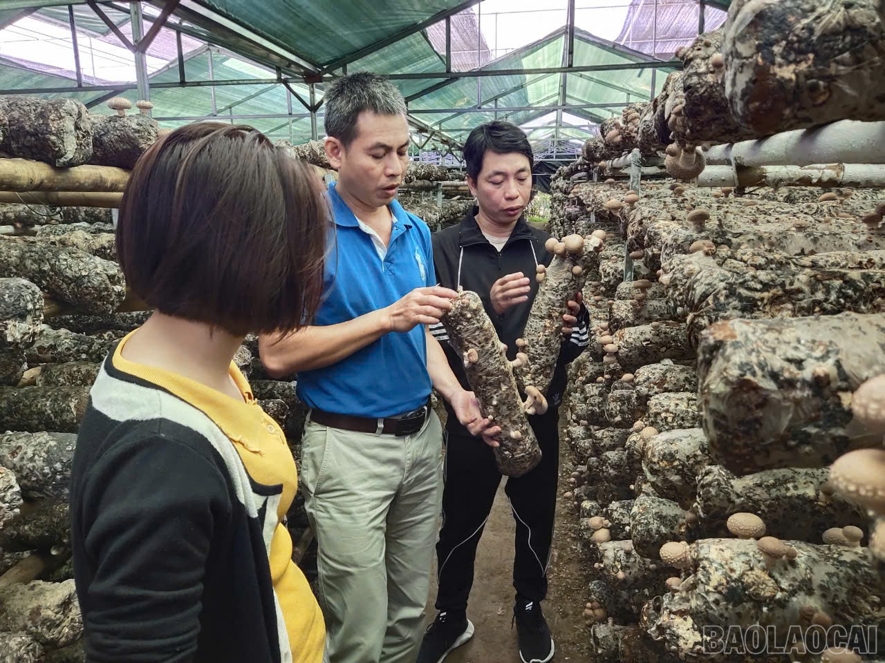 Công ty TNHH Sản xuất Nấm ăn, nấm dược liệu Mù Cang Chải đã đầu tư hơn 10 tỷ đồng xây dựng hệ thống hạ tầng nhà xưởng sản xuất nấm. baolaocai-br_img-4120.jpg