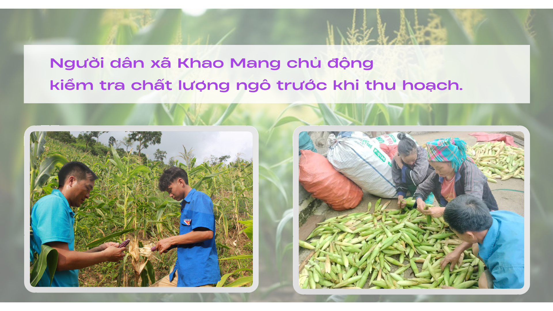 doanh-nghiep-cat-dan-anh-tranh-in-trang-phong-cach-don-gian-1920-x-1080-px-1920-x-1080-px-2.png