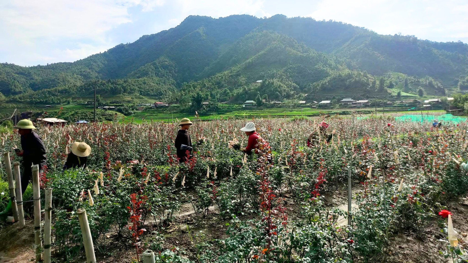 Các vùng sản xuất tập trung đã giải quyết việc làm cho 500 lao động thường xuyên và 400 lao động thời vụ tại địa phương.